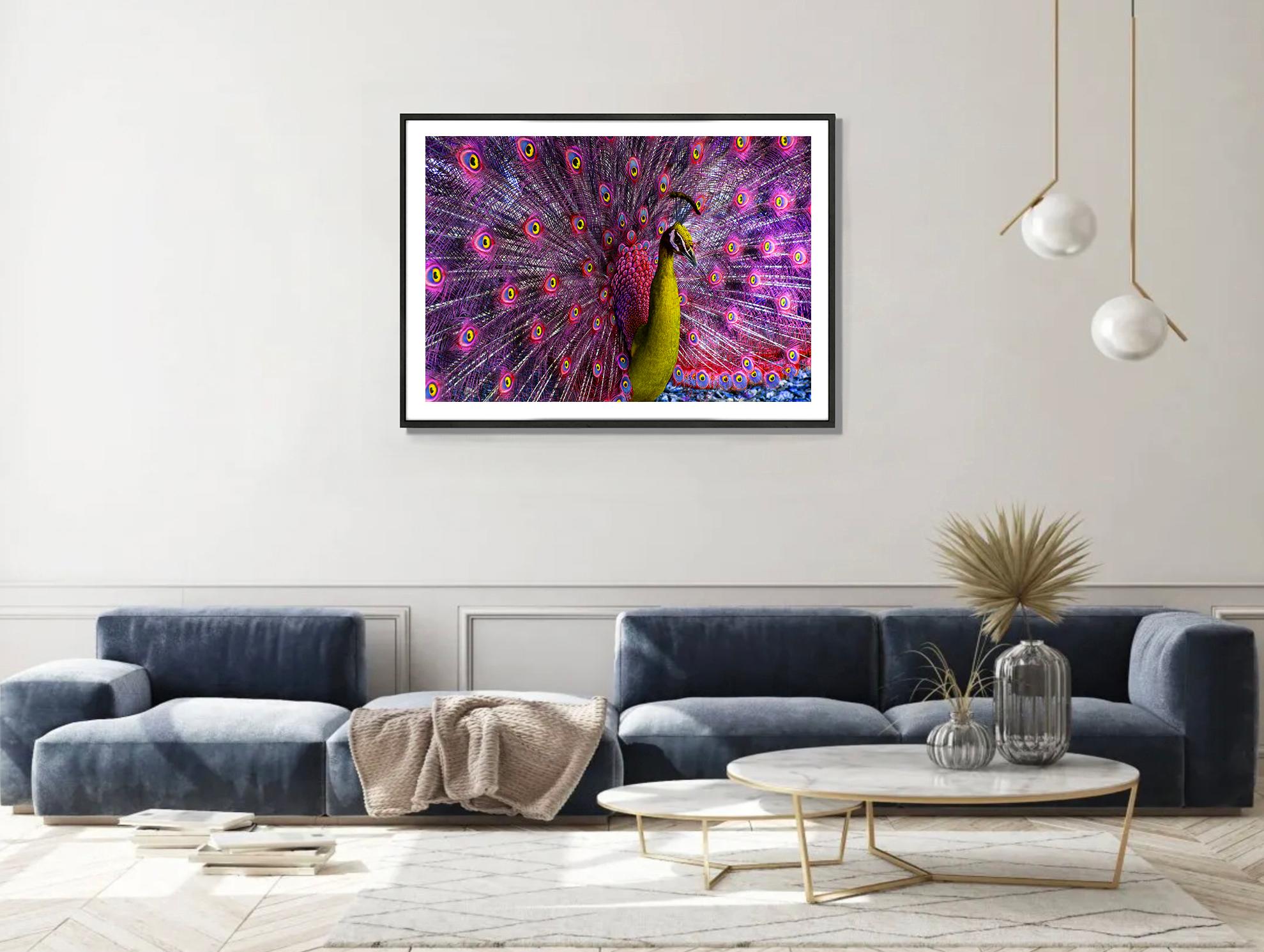 The reality is that this is an eye-witness account of a male peacock displaying for the attention of a female peahen. It turns out that humans are equally attracted to the peacock's charms. Our interests however are strictly aesthetic. To get this