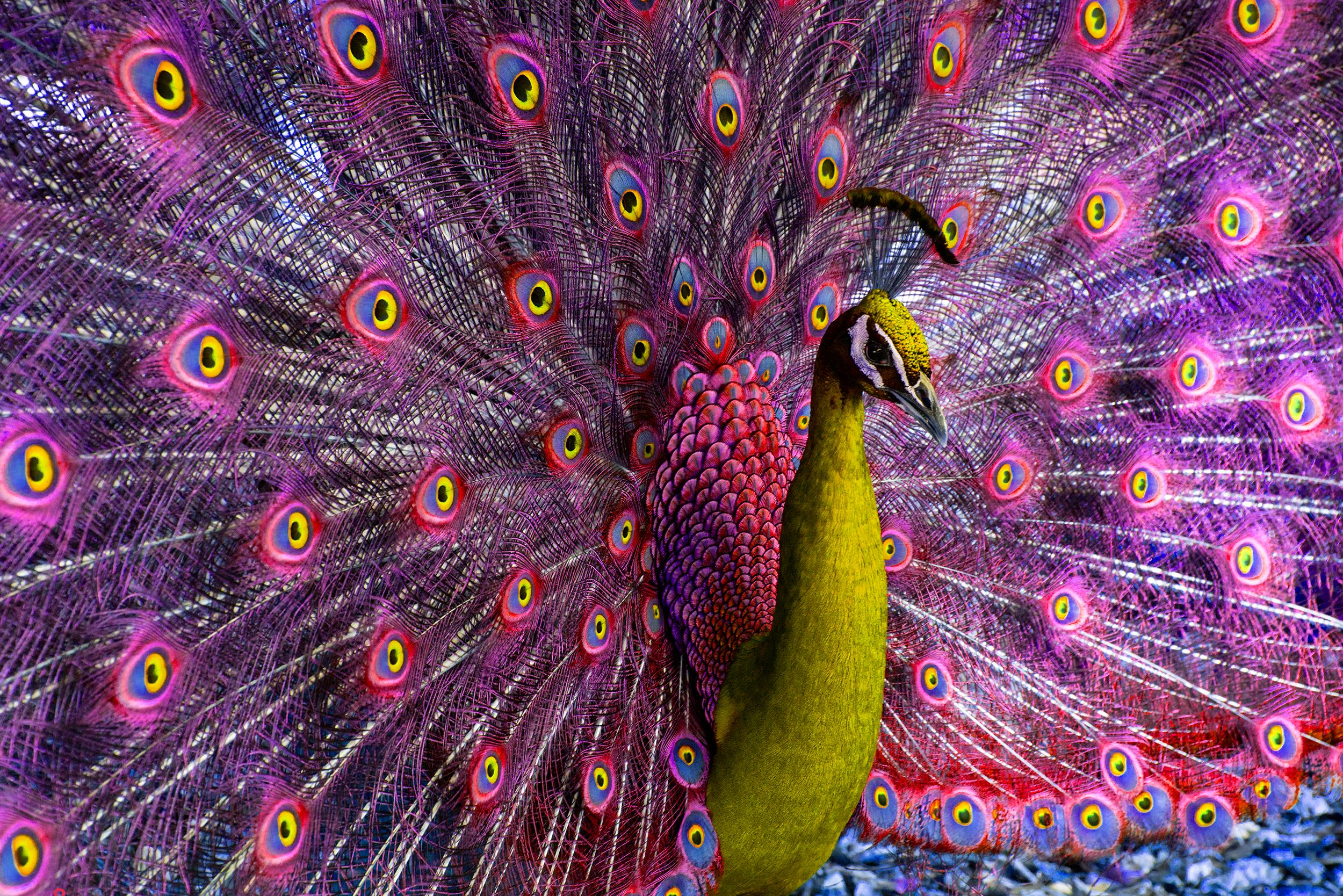 Robert Funk Figurative Photograph - Peacock displaying in Magenta and Yellow Birds