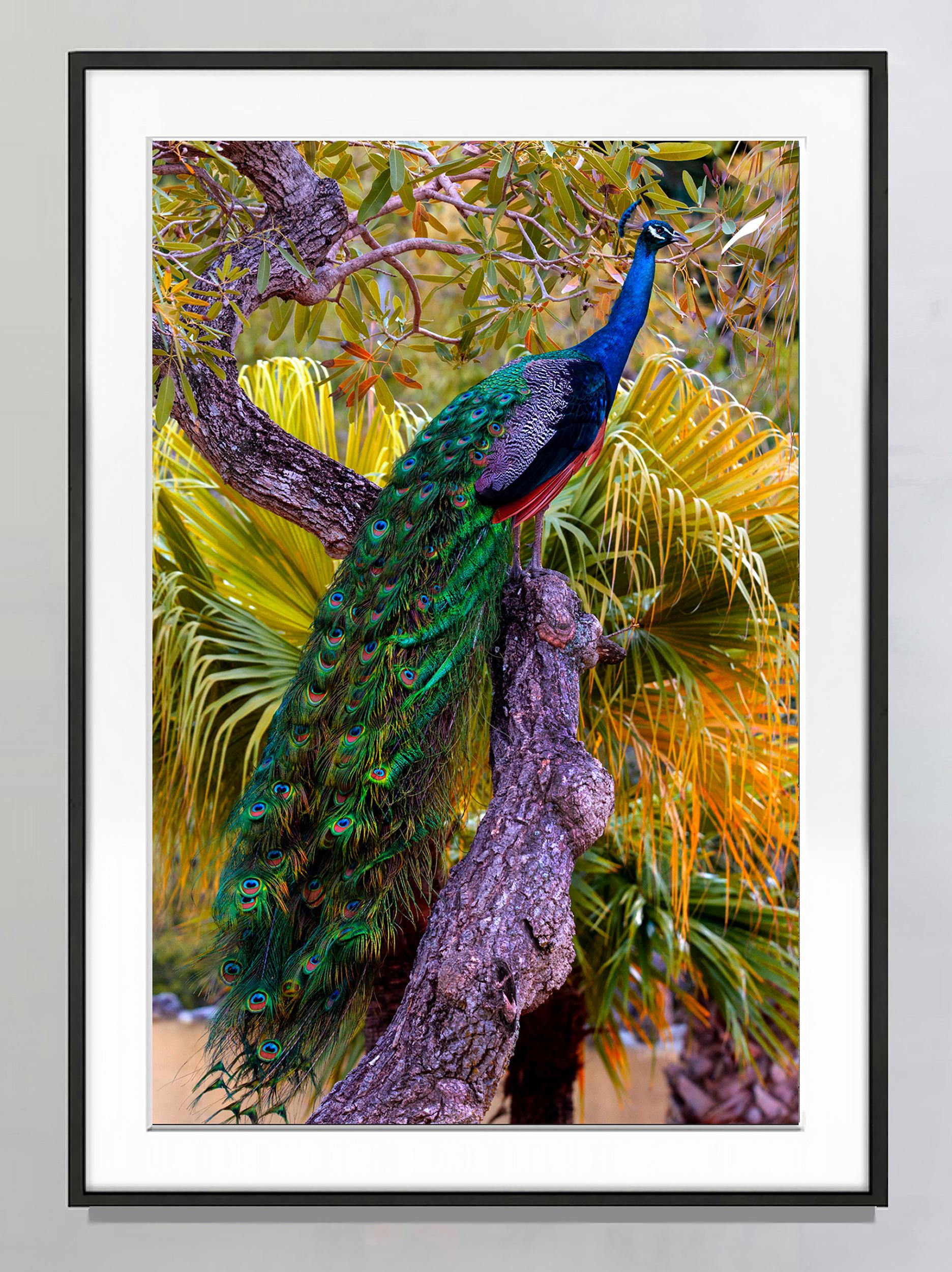 Peacock in Tree with  Iridescent Blue and Green Plumage - Photograph by Robert Funk