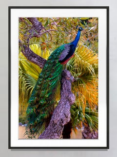 Pavo real en árbol con  Plumaje Iridiscente Azul y Verde