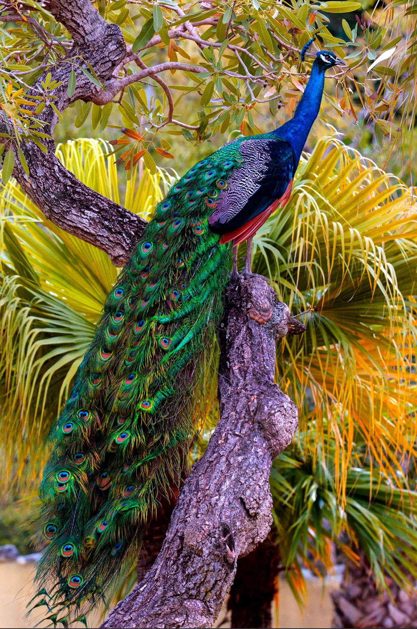 Peacock in Tree with  Iridescent Blue and Green Plumage
