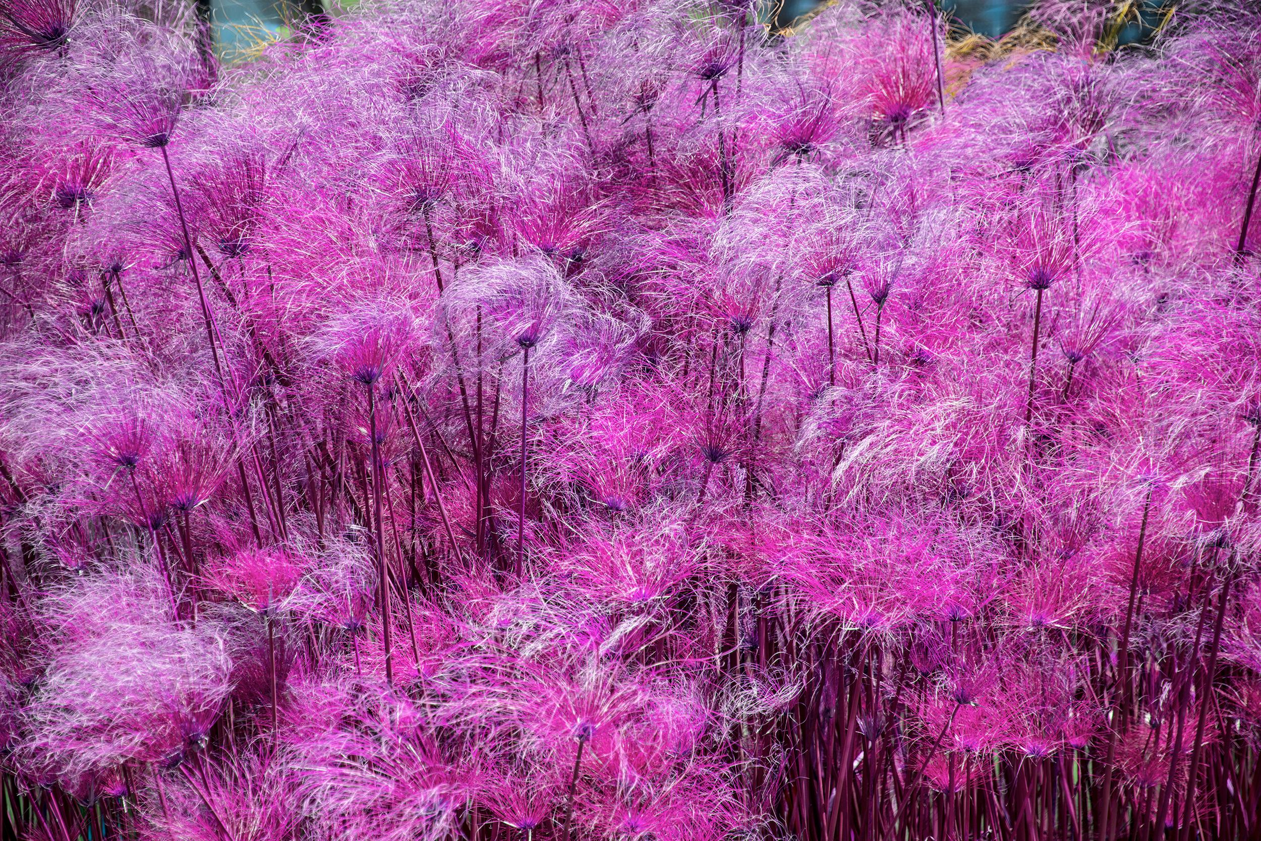 Pink  Purple Flowers Wispy Impressionist 