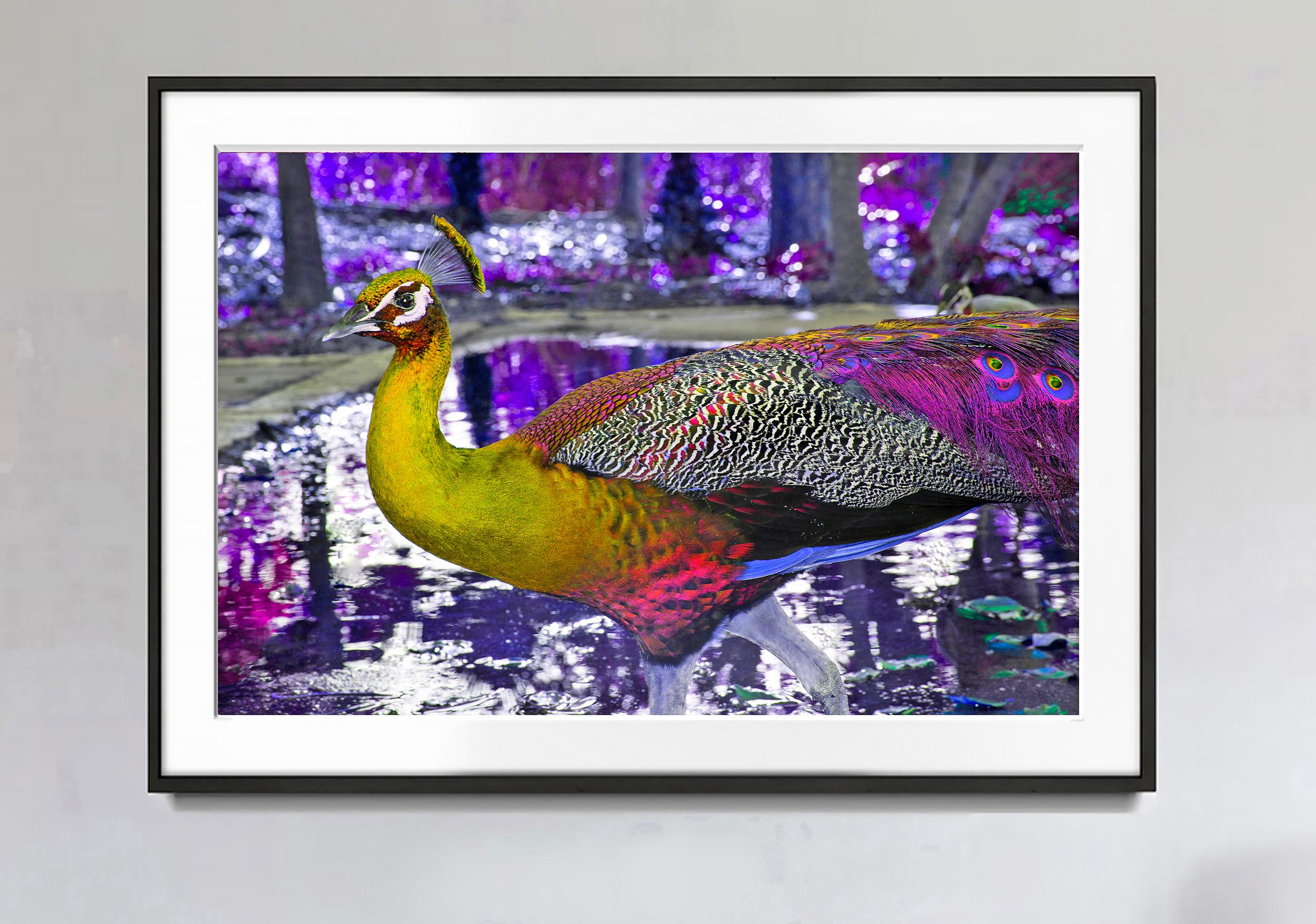 purple pied peacock
