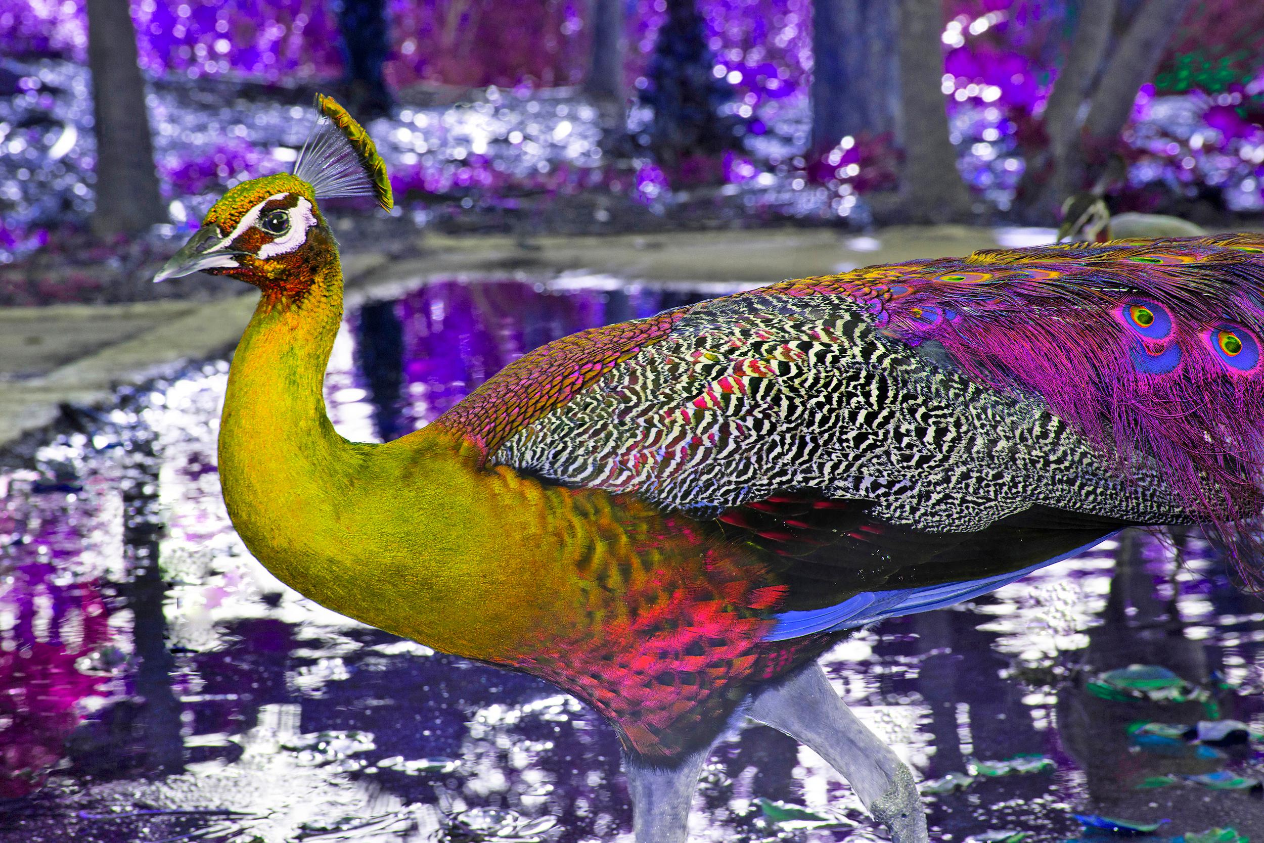 Robert Funk Abstract Photograph - Purple Peacock- God's Most Beautiful Creation 