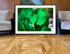 Plant Portrait, Rain Forest Green Tropical Plants Red Light Blur