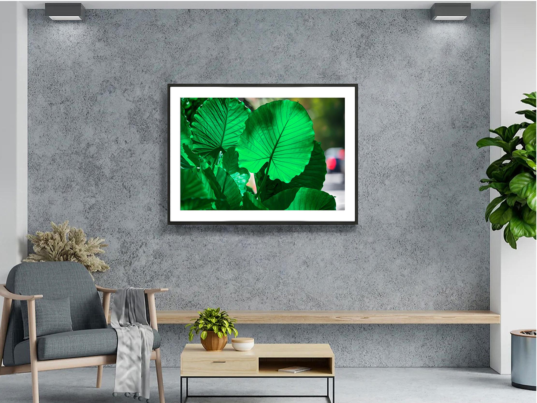 Ritratto di pianta, foresta pluviale, verde, piante tropicali, luce rossa sfocata - Photograph Color-Field di Robert Funk