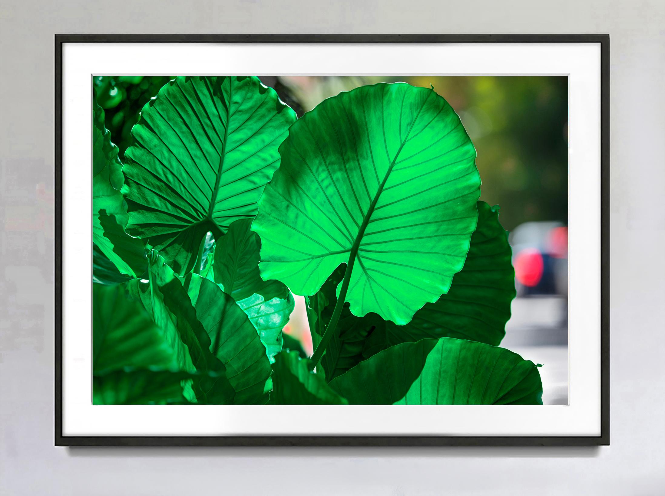 La strada che porta a Coconut Grove è adornata da verdi e lussureggianti piante della foresta pluviale tropicale. Una delle più grafiche è l'alocasia macrorrhizos. Funzionano sia come forme che come ampie aree di colore verde. Questa immagine è