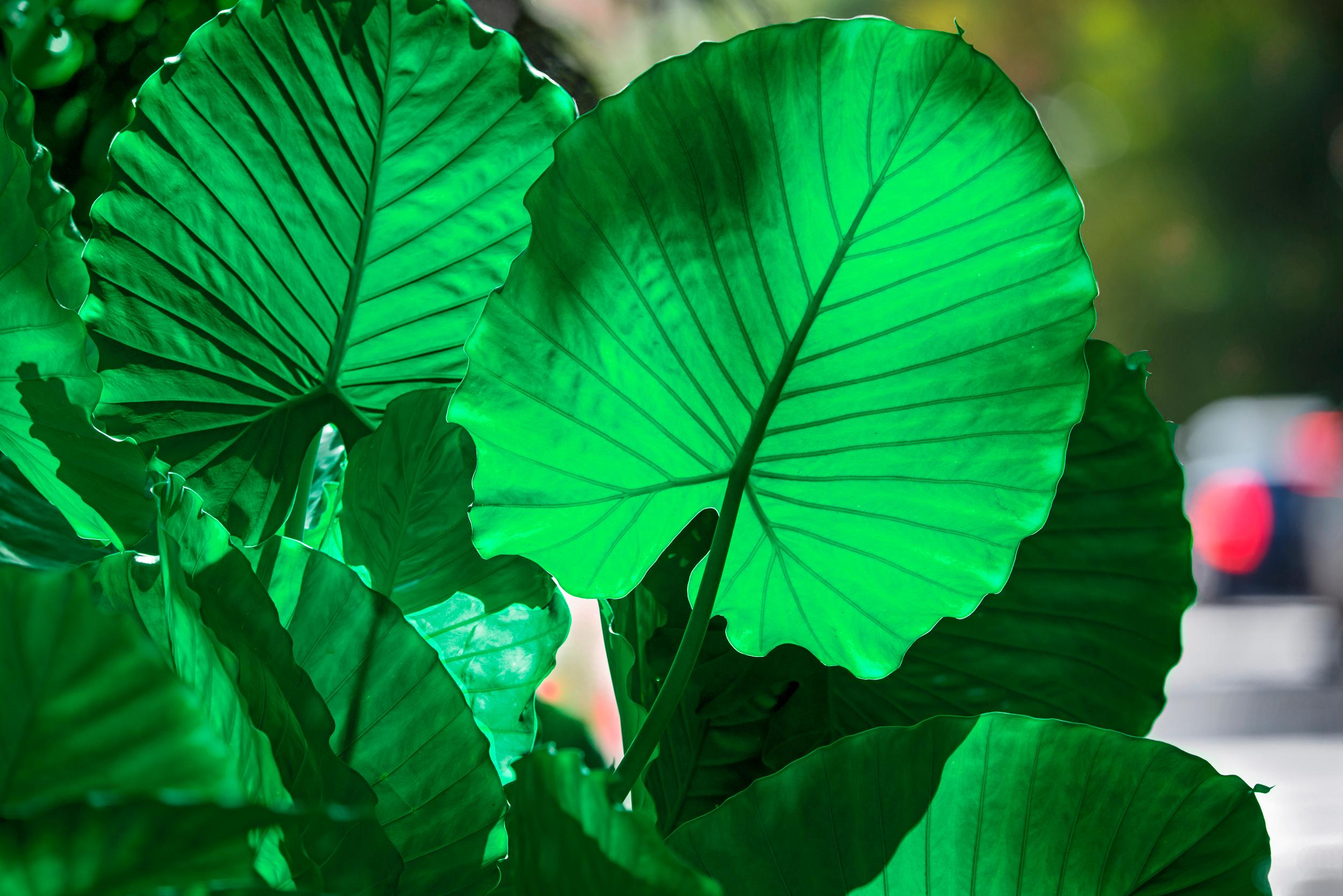 Retrato de Planta, Selva Verde Plantas Tropicales Desenfoque de Luz Roja