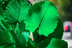Plant Portrait, Rain Forest Green Tropical Plants Red Light Blur