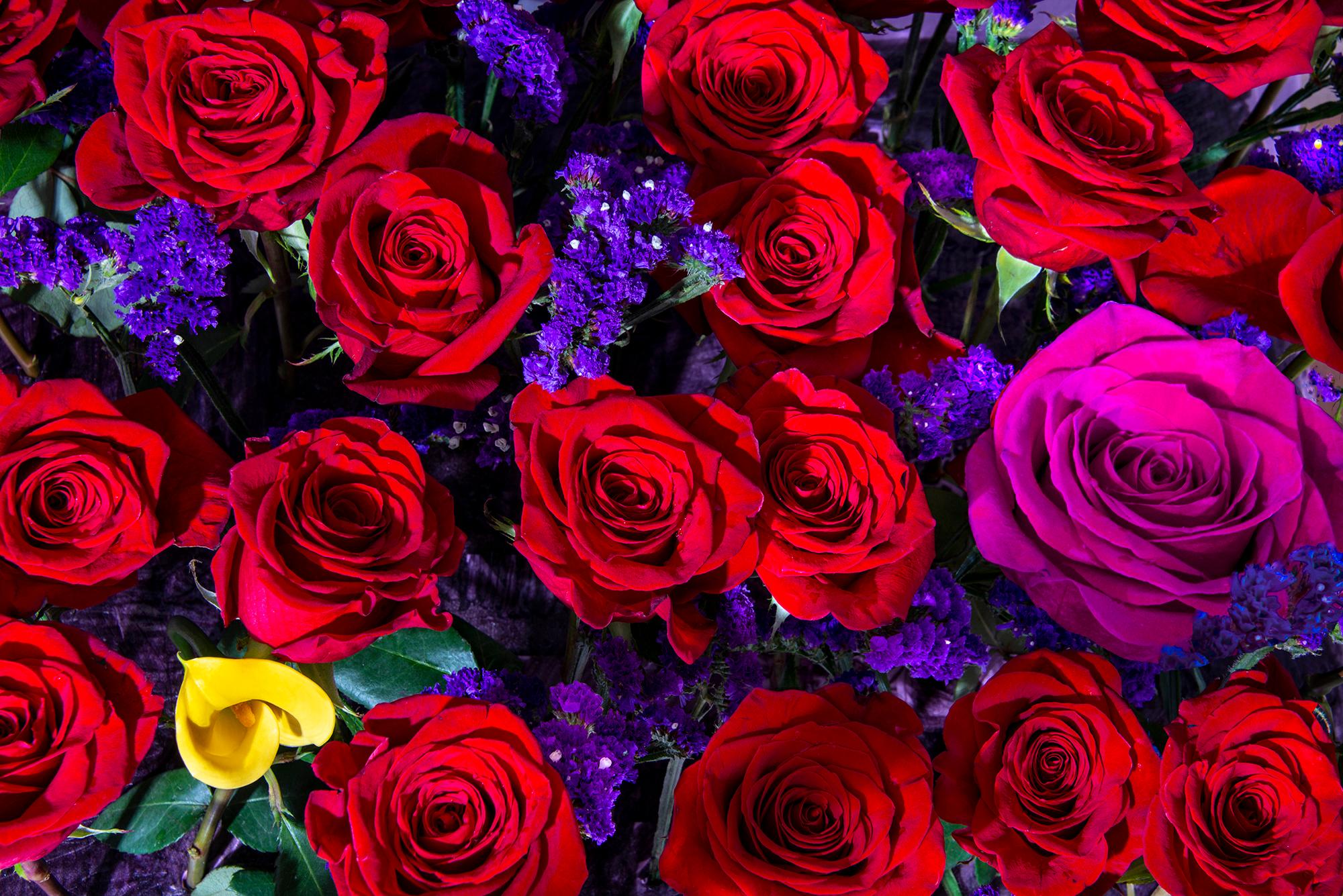 Gruppe von roten Rosen. Rosa Rosen. Schöne Blumen
