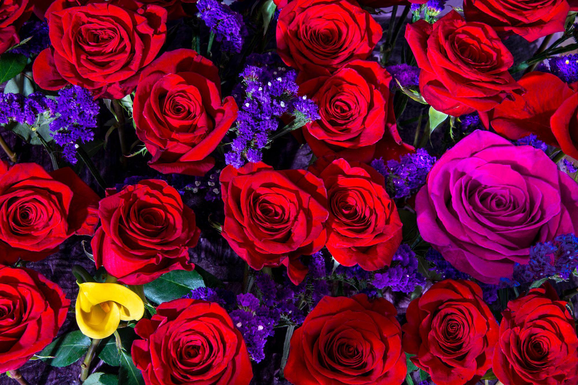 Robert Funk Landscape Photograph - Group of Red Roses. Pink Roses. Beautiful Flowers