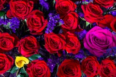 Grupo de Rosas Rojas. Rosas rosas. Flores hermosas