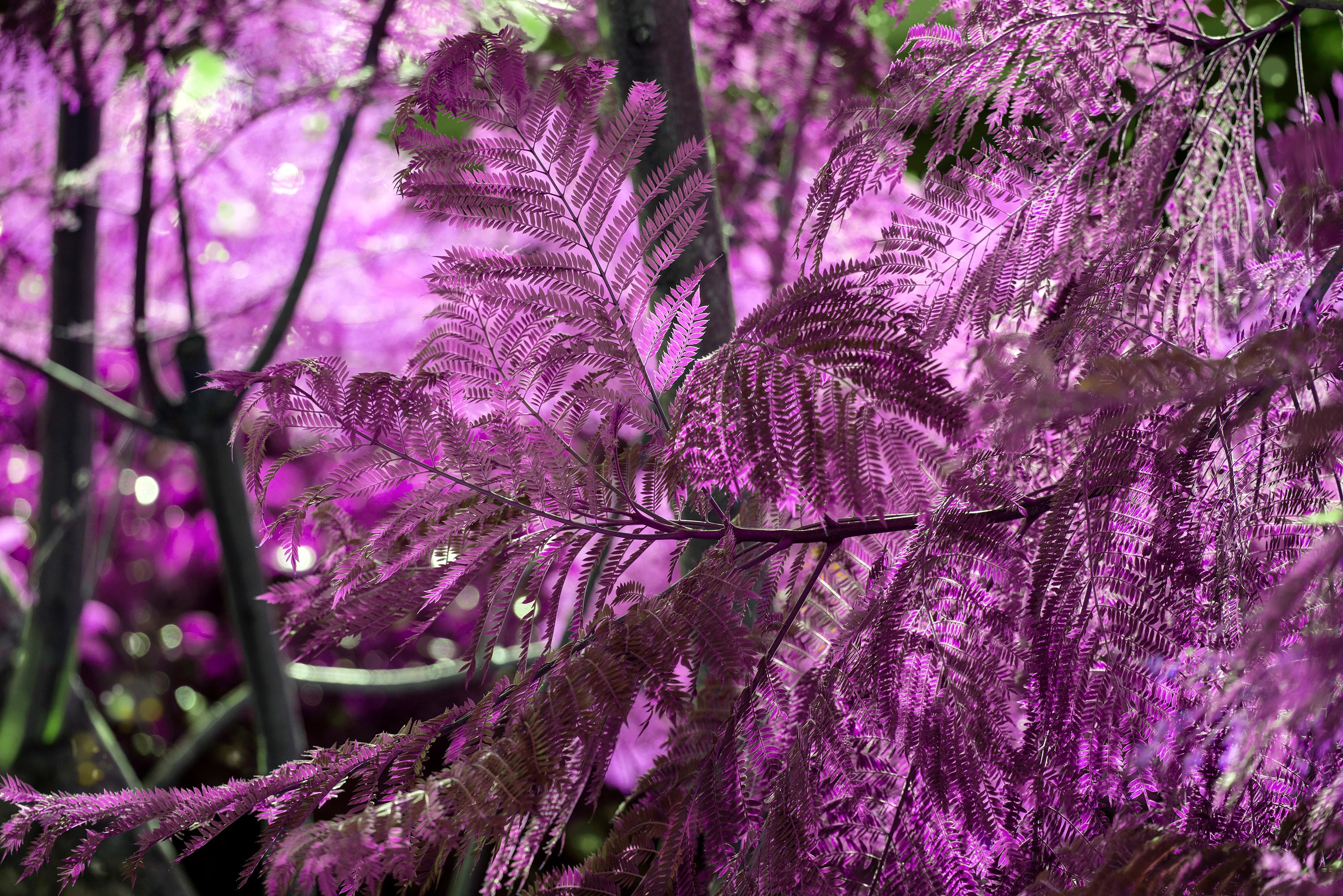 Robert Funk Landscape Photograph - Royal Poinciana Abstract in Lavender, Purple and Green 