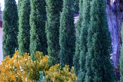 Neutral Colors: Smooth n' Easy Lavender Tree