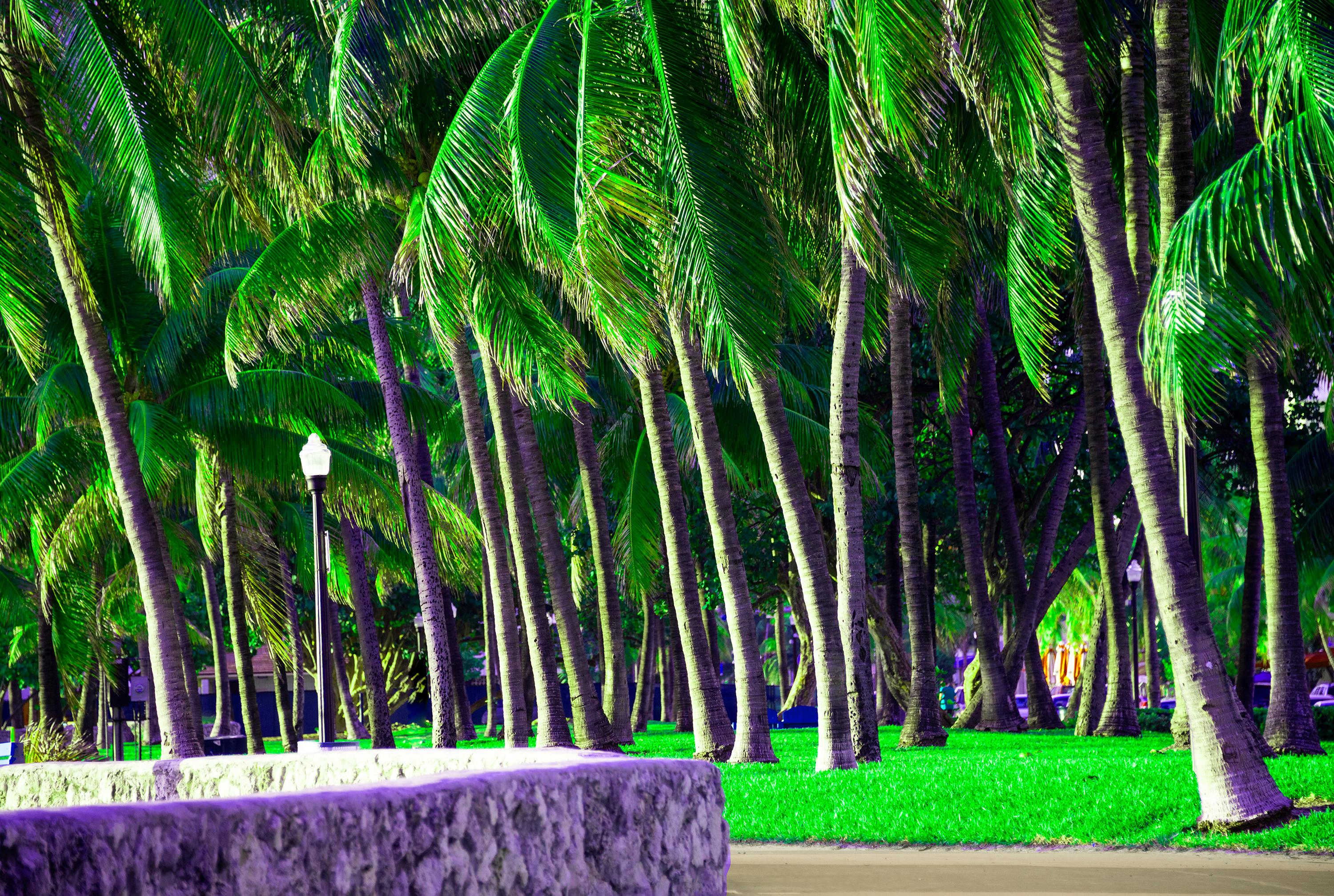 Robert Funk Landscape Photograph – Tropische Palmenbäume in Miami von South Beach 
