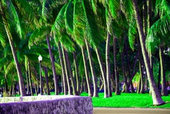 South Beach Tropical Palm Trees in Miami