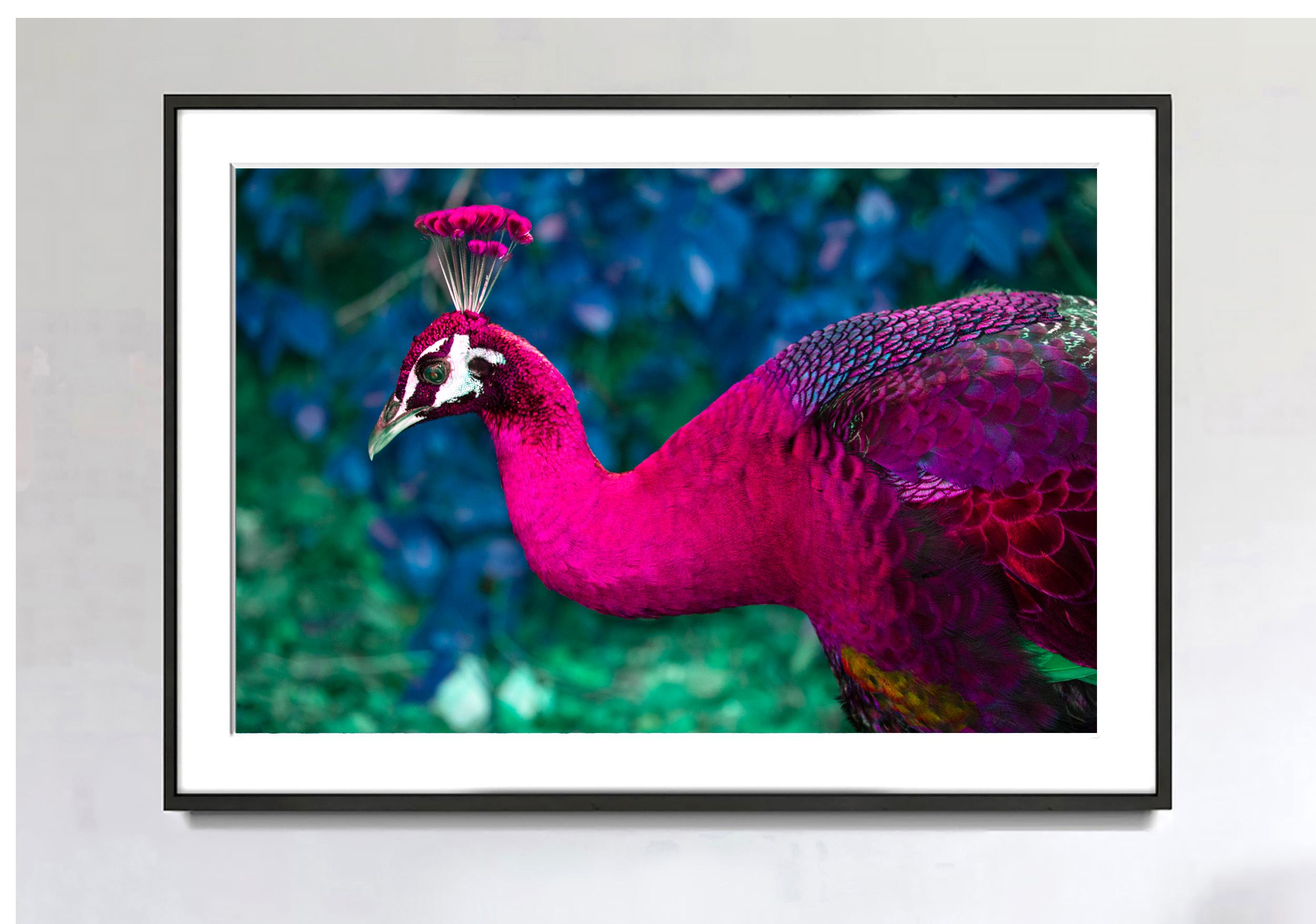 pink peacock for sale