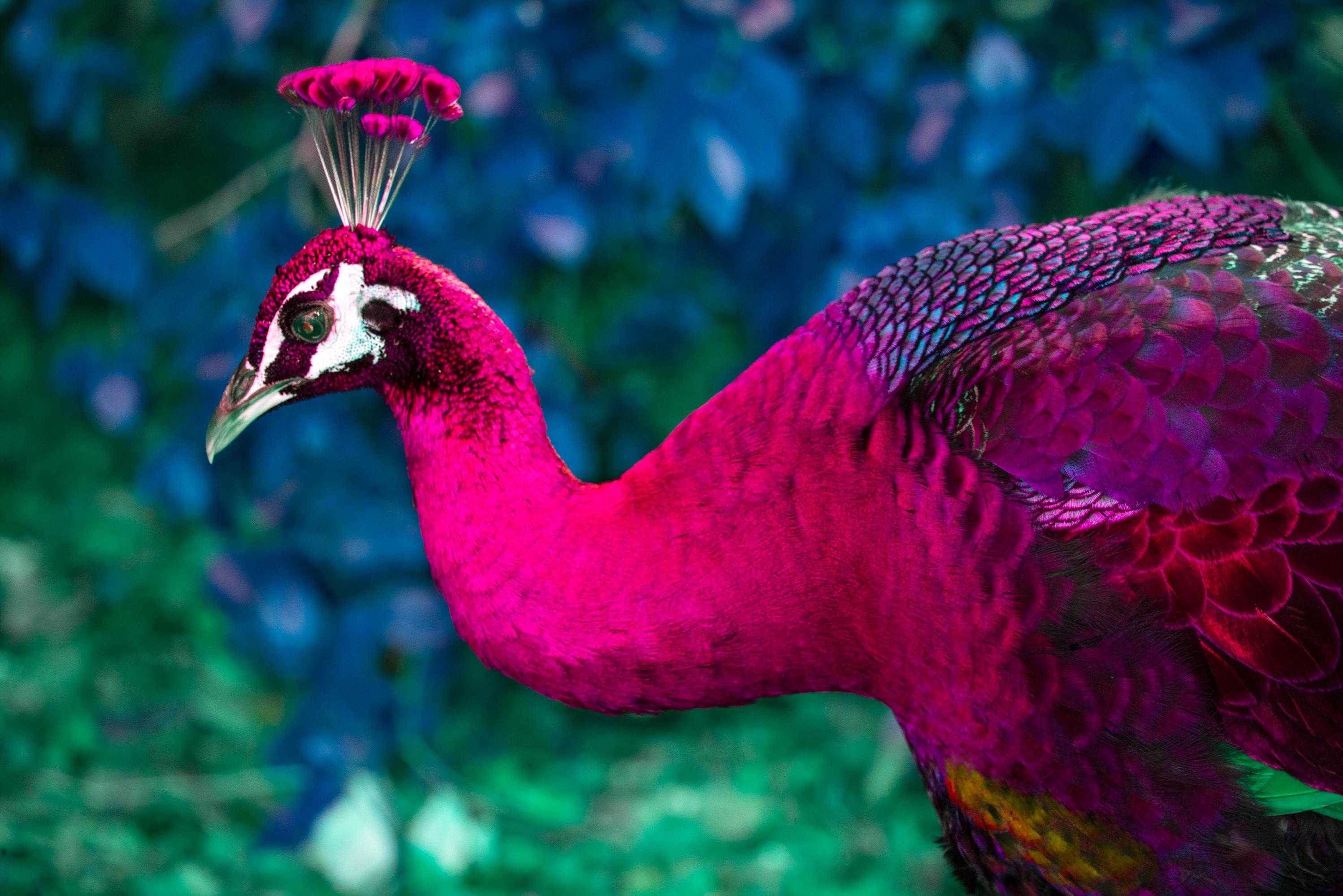 Robert Funk Portrait Photograph - The Peacock of Coconut Grove, Animal Photography