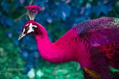 The Peacock of Coconut Grove, Animal Photography
