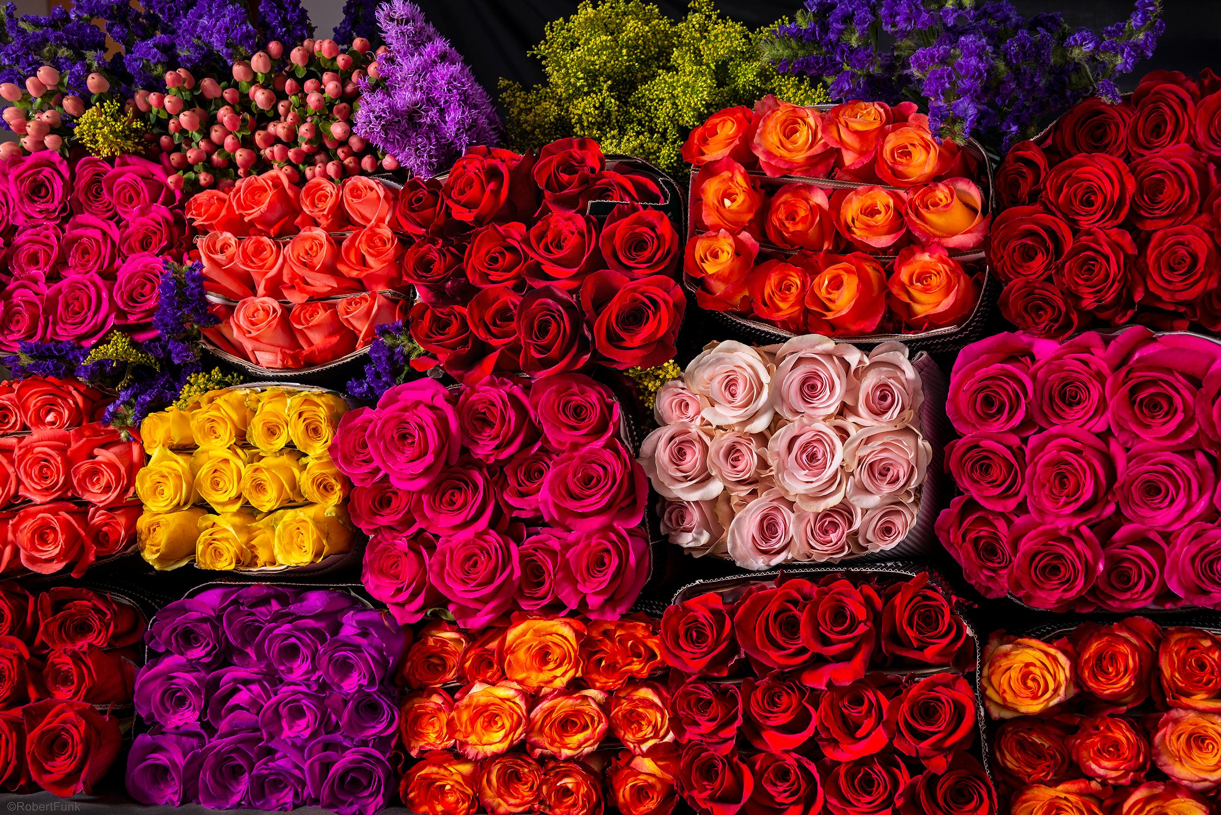 Dreihundert und sechzig lila-rosa und rote Rosen,  Blume Power  – Photograph von Robert Funk
