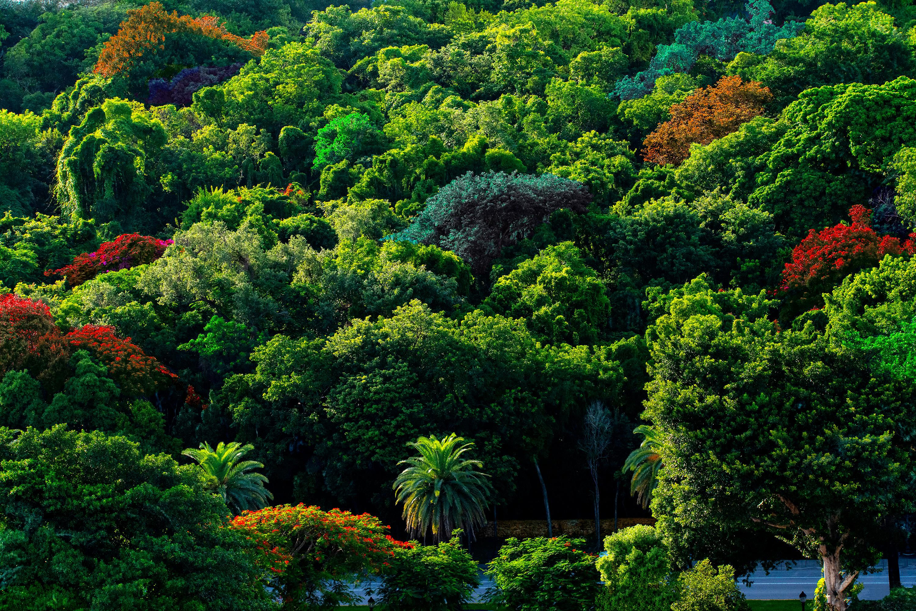 Robert Funk Landscape Photograph – Baum Bonbon - Simpson Park