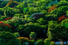 Bonbonnières d'arbre - Simpson Park