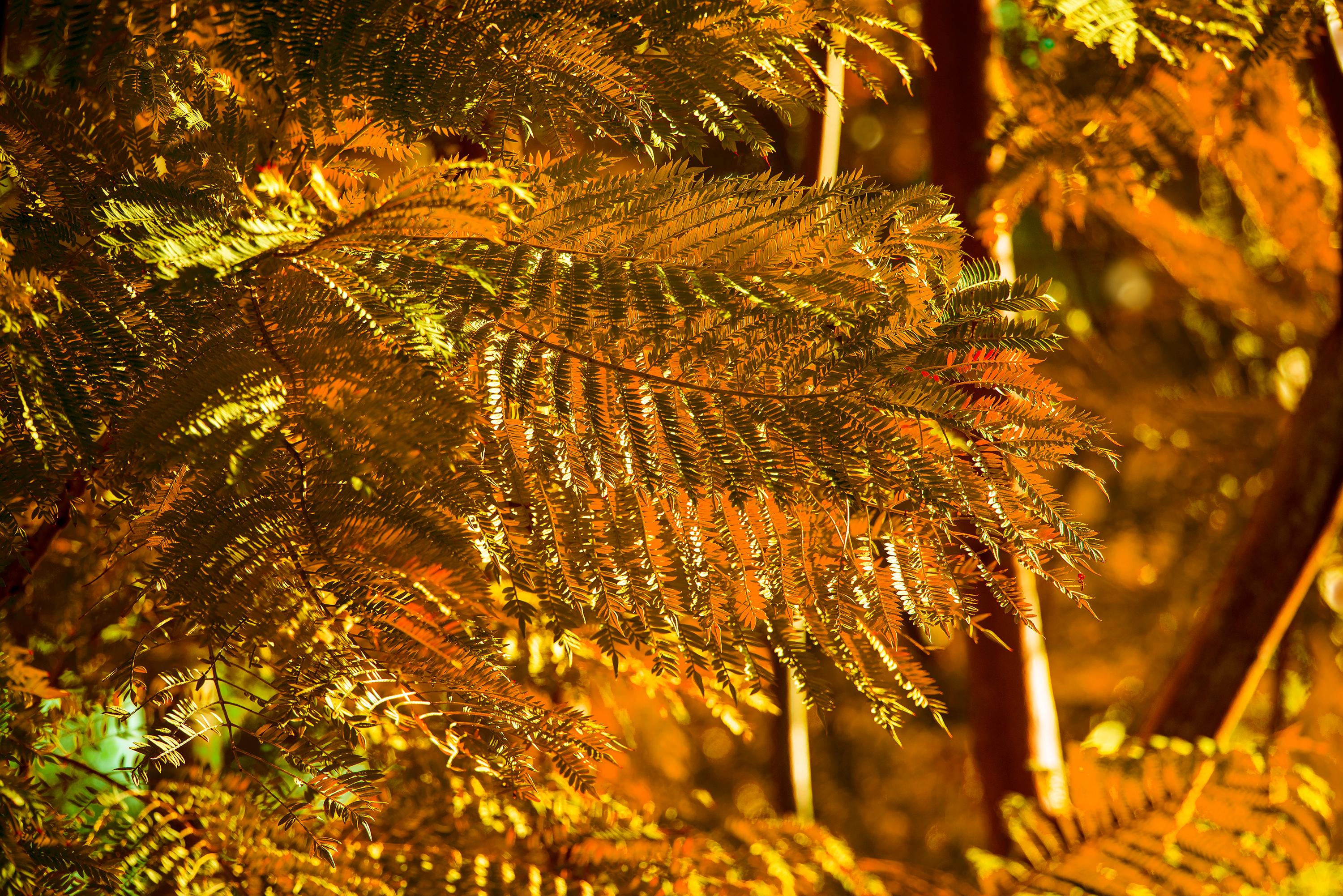 Goldener Baum, Naturfotografie von Robert Funk