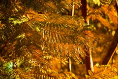 L'arbre doré, photographie de nature de Robert Funk