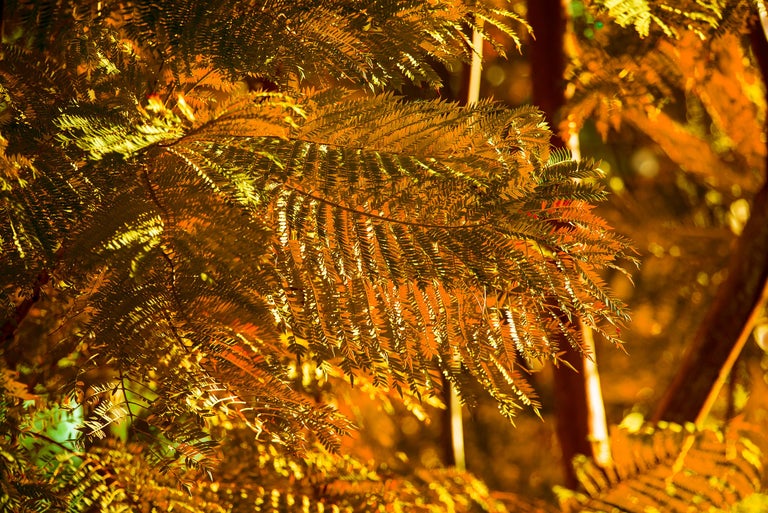 Robert Funk Golden Tree, Nature Photography by Robert Funk For Sale