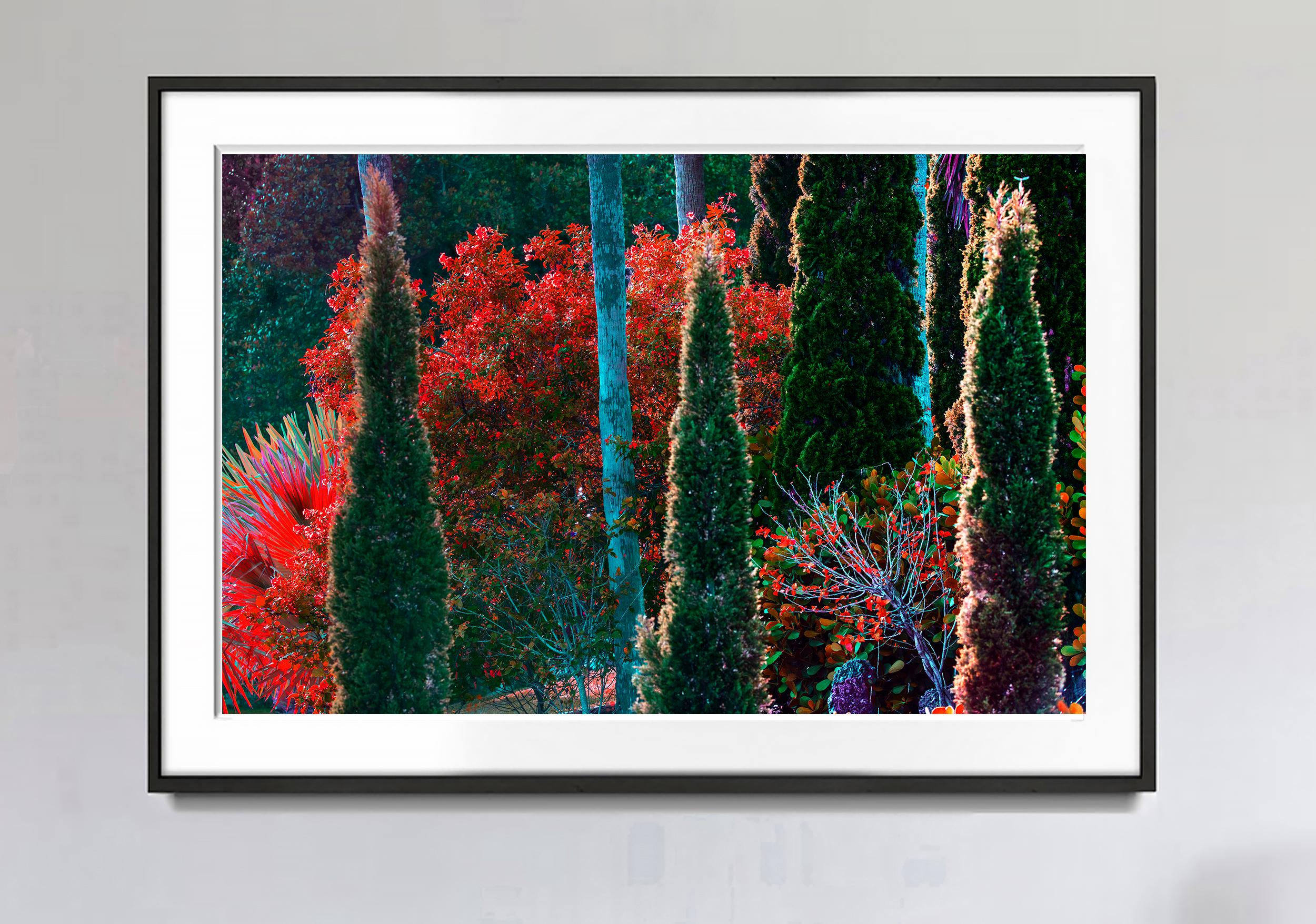 Tropisches, farbenfrohes Laub  Bäume blühende Brillantfarbe  Blätter aus Crimsonholz – Photograph von Robert Funk