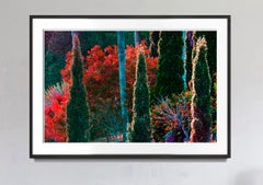 Follaje tropical de colores Los árboles lucen un color brillante Hojas carmesí