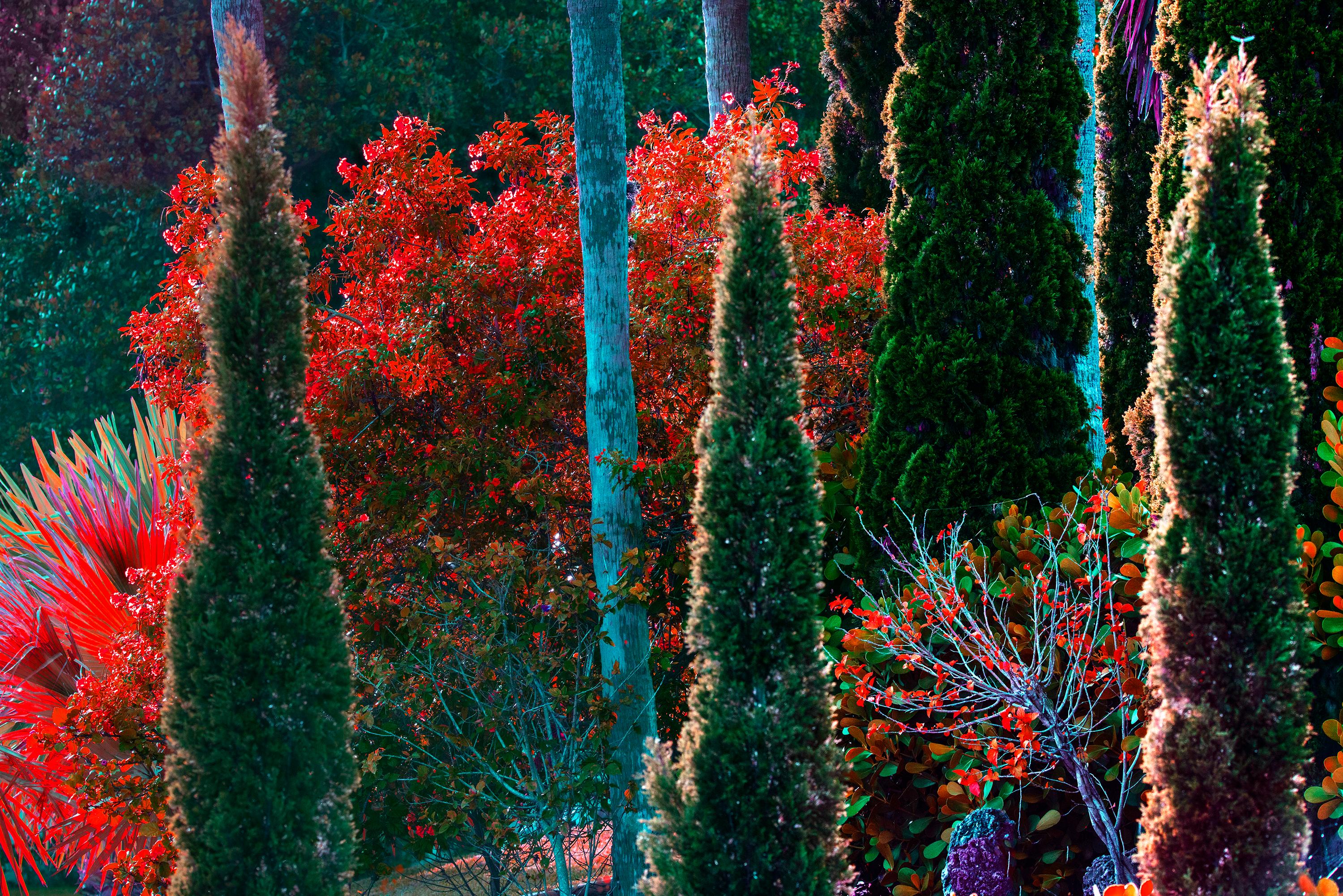 Robert Funk Landscape Photograph – Tropisches, farbenfrohes Laub  Bäume blühende Brillantfarbe  Blätter aus Crimsonholz