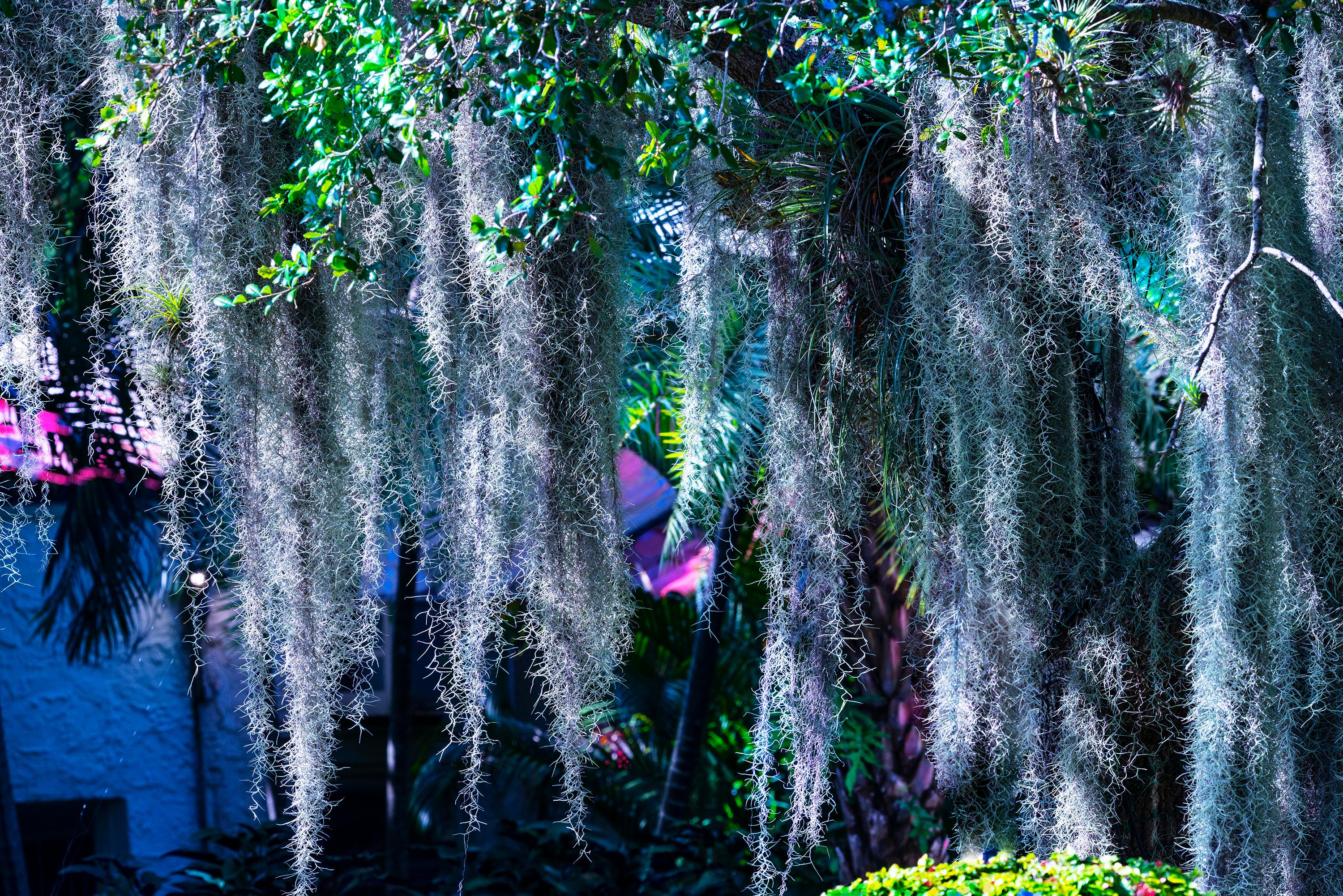 Waterfall of Spanish Moss. Neutral Colors