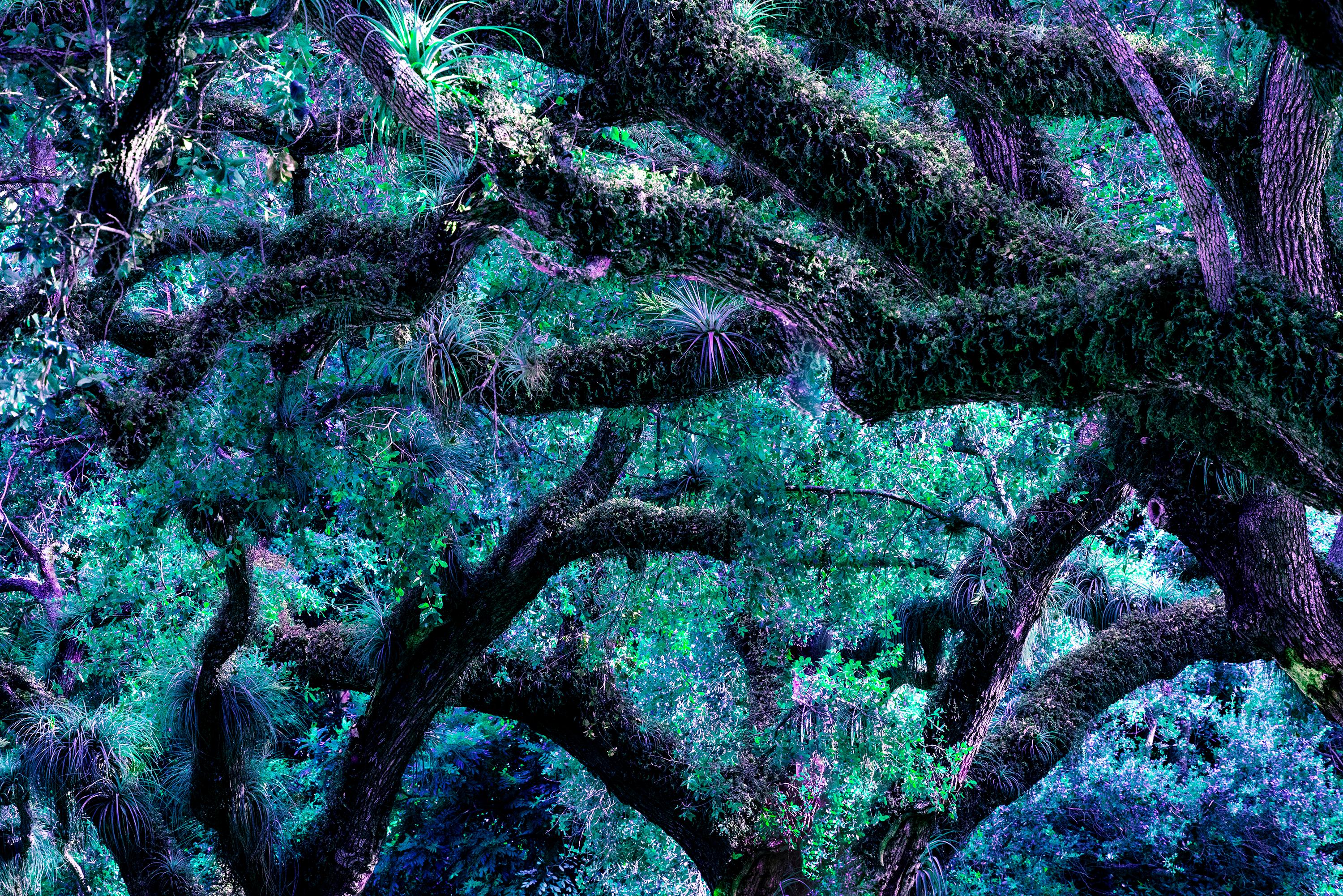 Robert Funk Abstract Photograph – Yummie-Bäume 2, Primär Erde