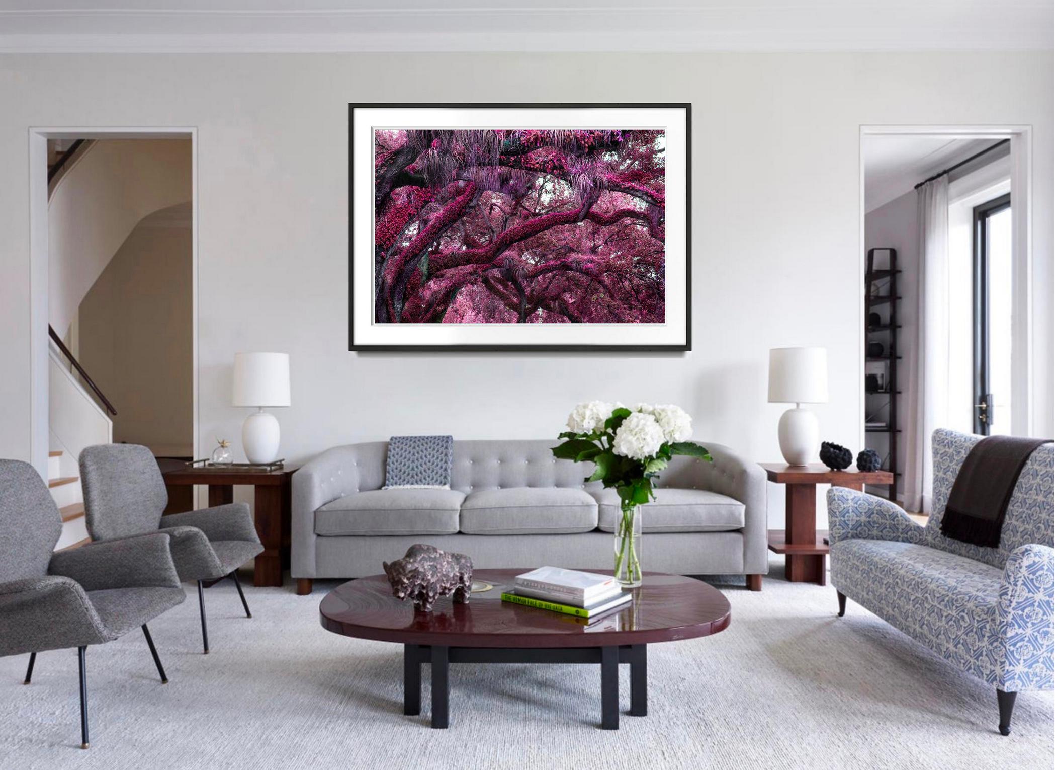 Yummie Trees.  Magentafarbene Urerde – Photograph von Robert Funk
