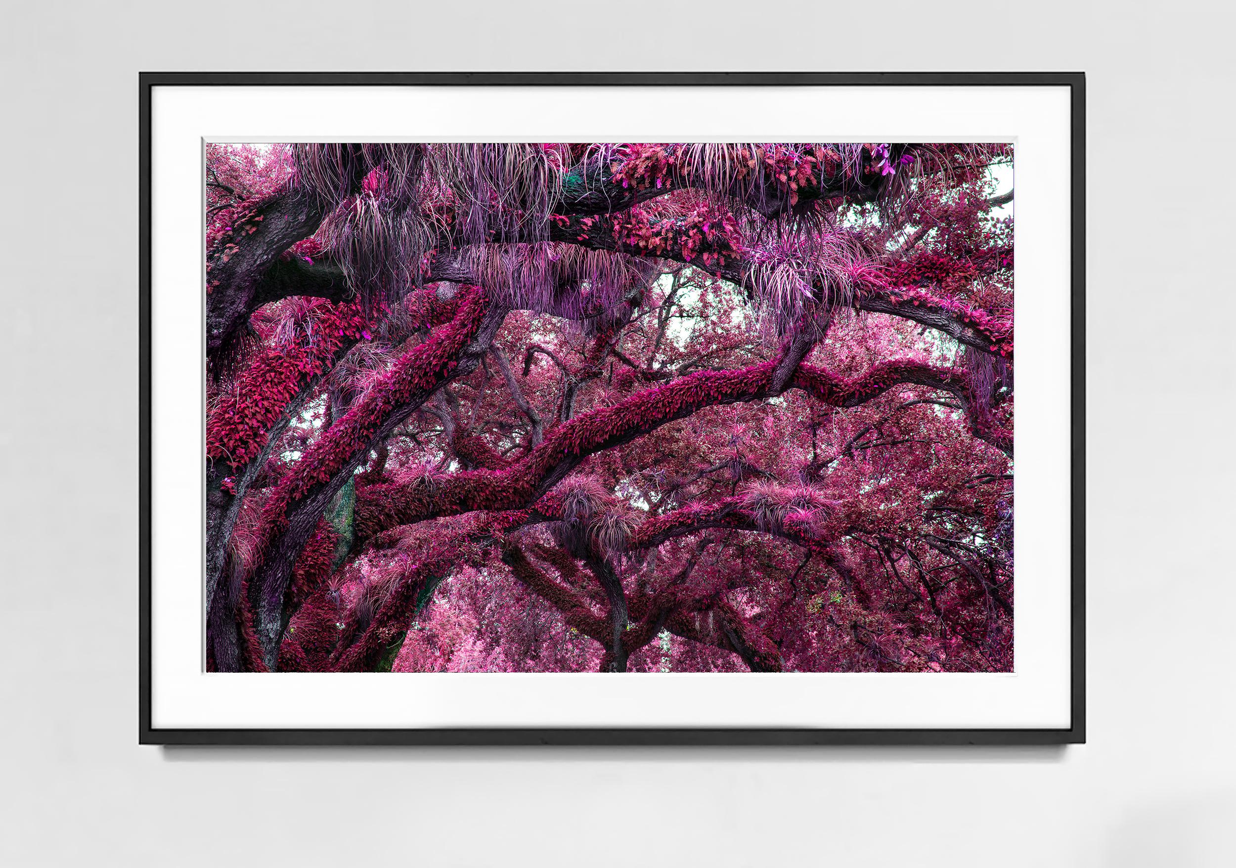 Yummie Trees.  Primal Magenta Earth  - Photograph by Robert Funk