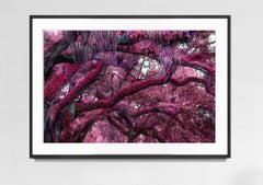 Yummie Trees.  Primal Magenta Earth
