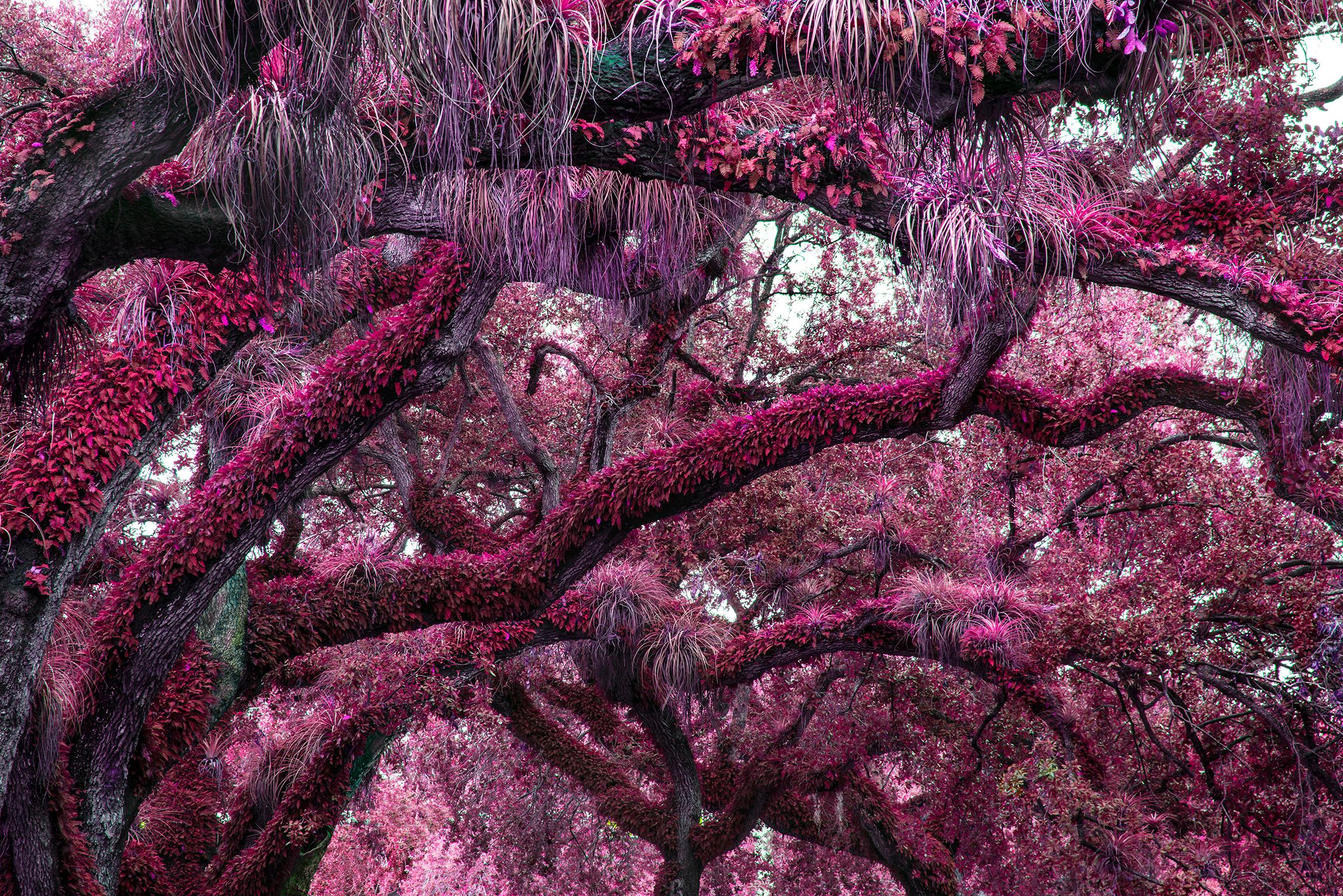 Robert Funk Color Photograph – Yummie Trees.  Magentafarbene Urerde 