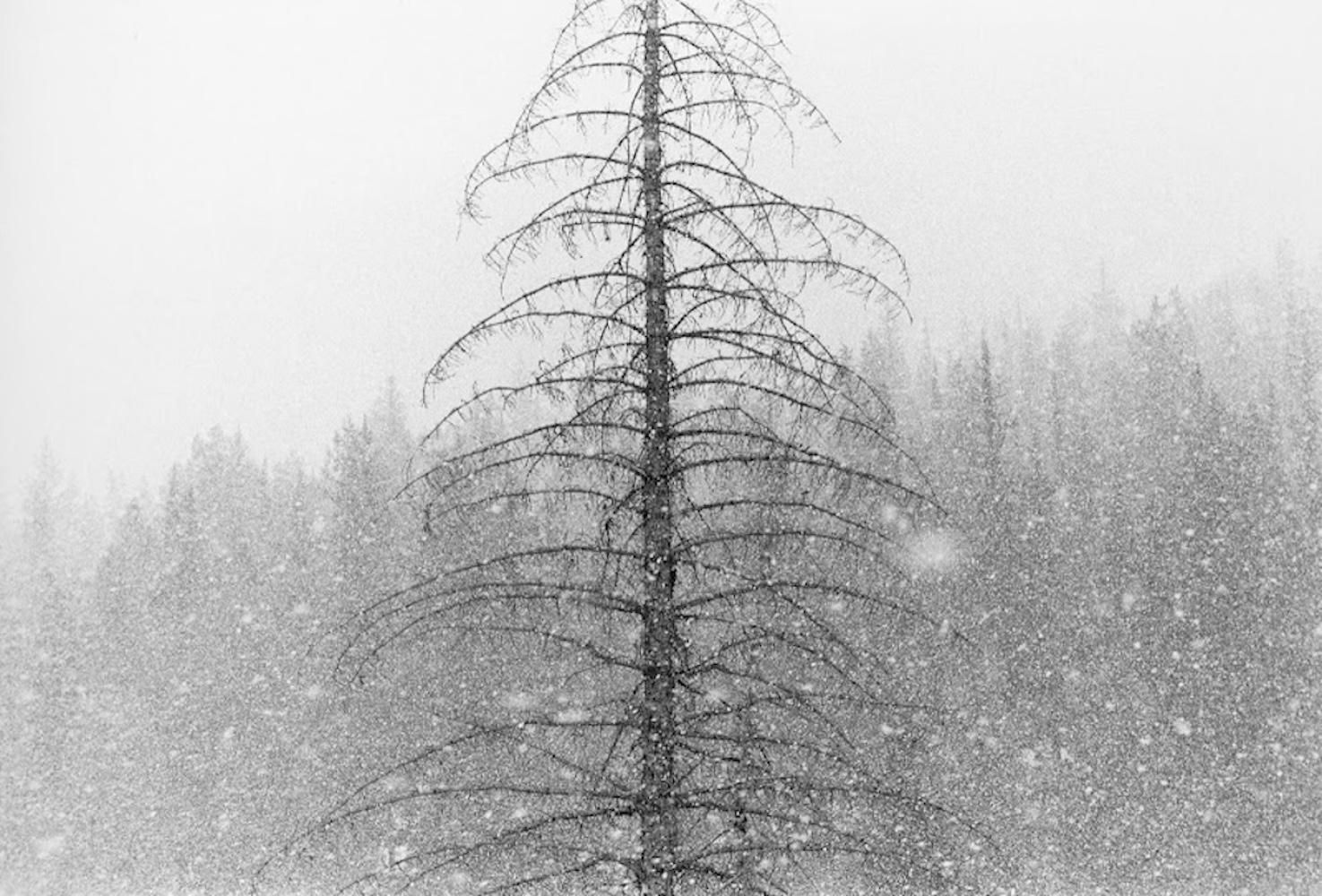 Schneefall (aus dem Portfolio der Winters)