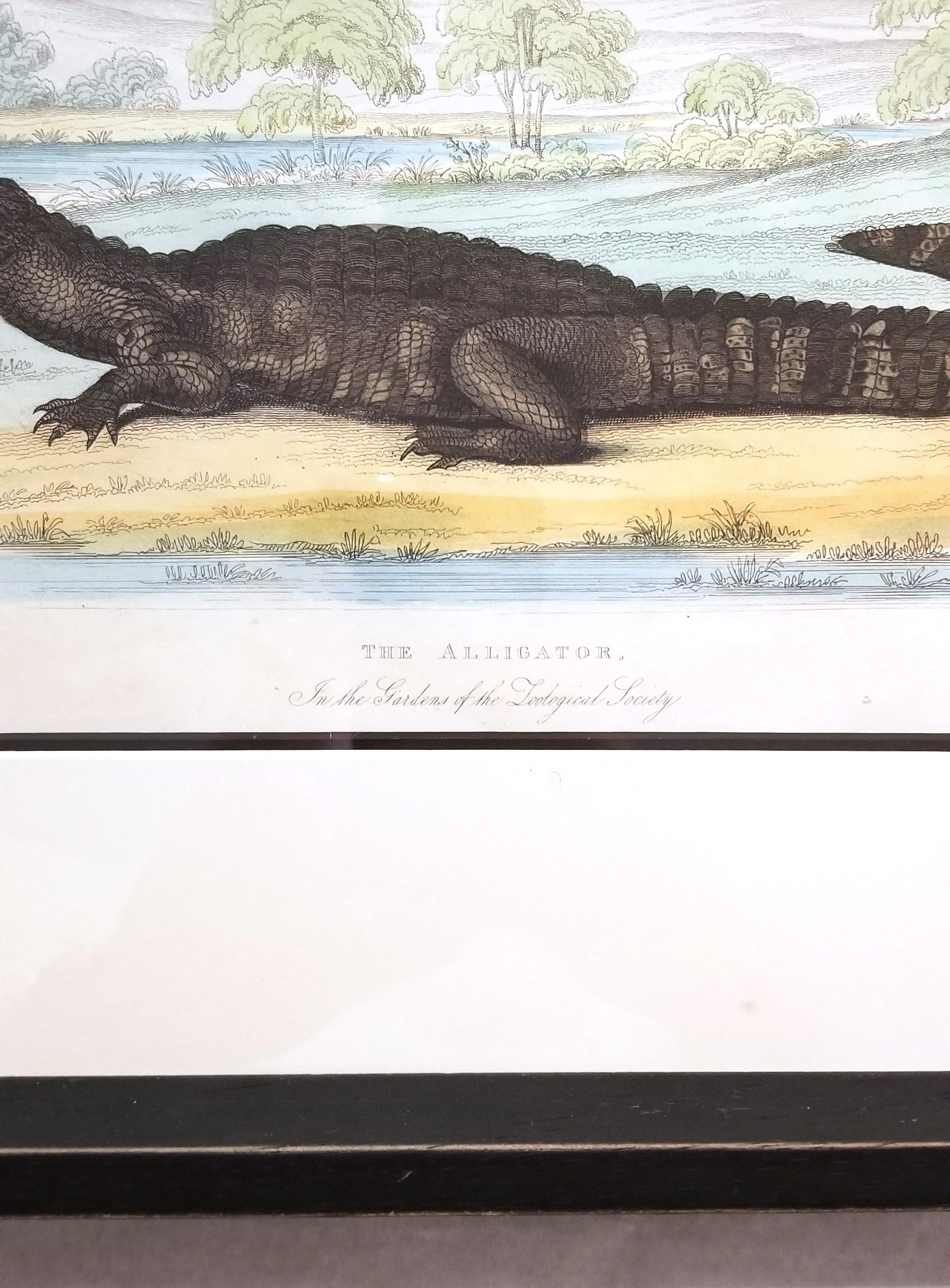 El caimán (En los jardines de la Sociedad Zoológica) /// Arte de la Historia Natural en venta 5