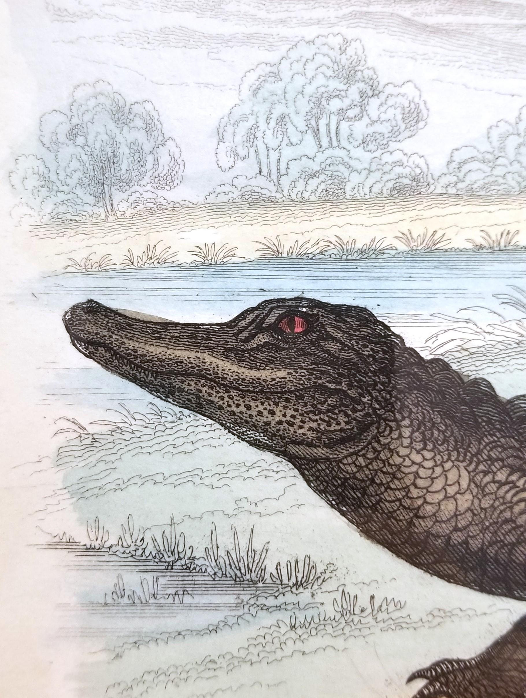 El caimán (En los jardines de la Sociedad Zoológica) /// Arte de la Historia Natural en venta 7