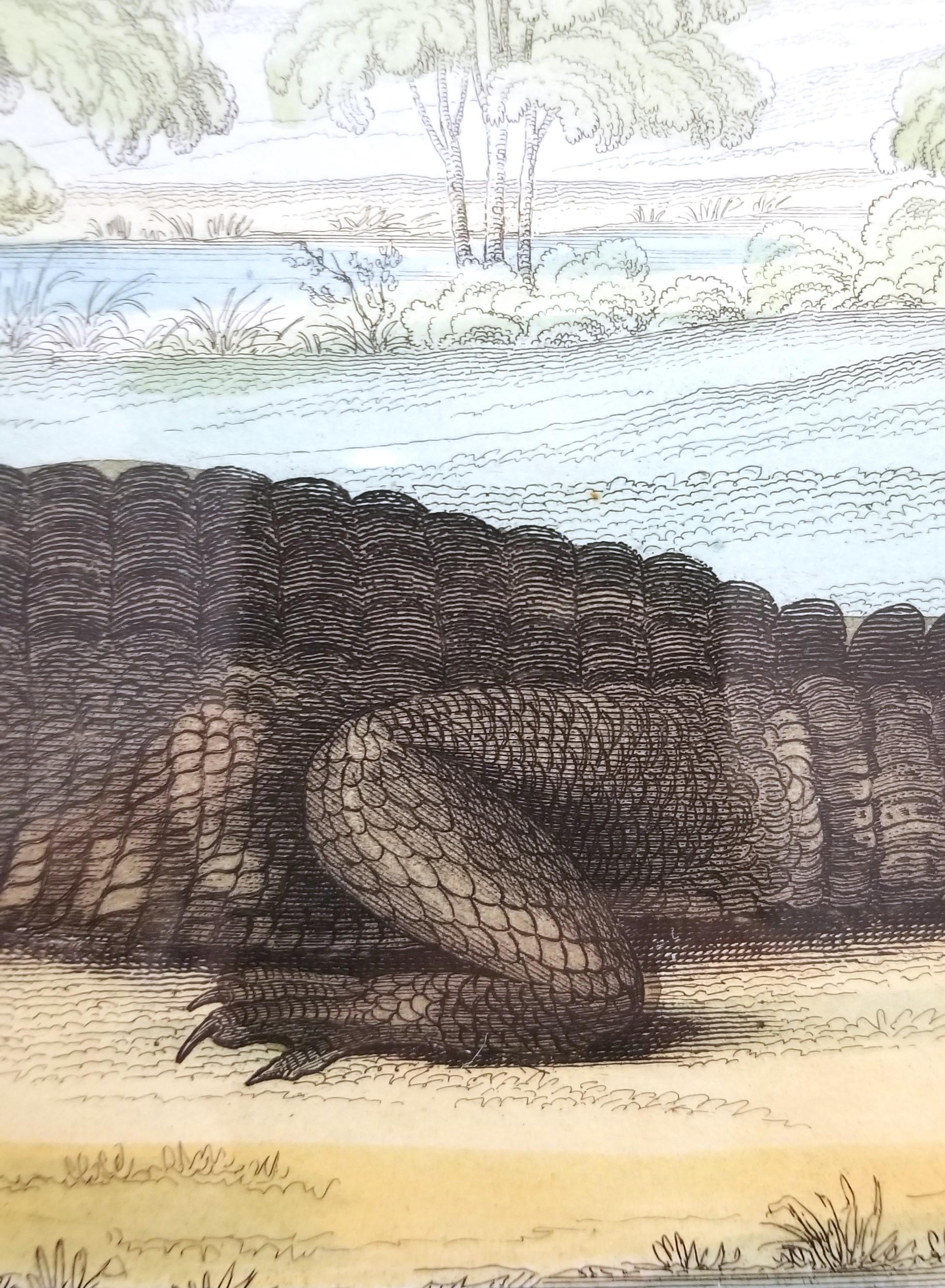 El caimán (En los jardines de la Sociedad Zoológica) /// Arte de la Historia Natural en venta 8