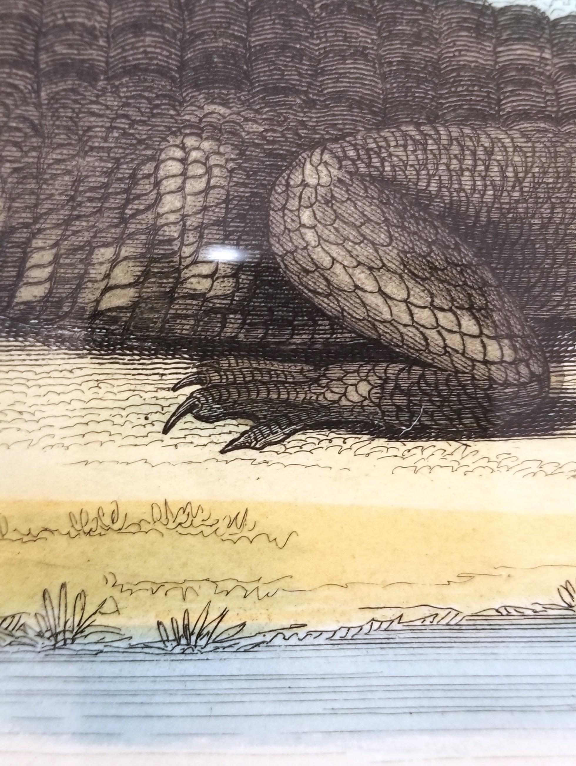 El caimán (En los jardines de la Sociedad Zoológica) /// Arte de la Historia Natural en venta 9