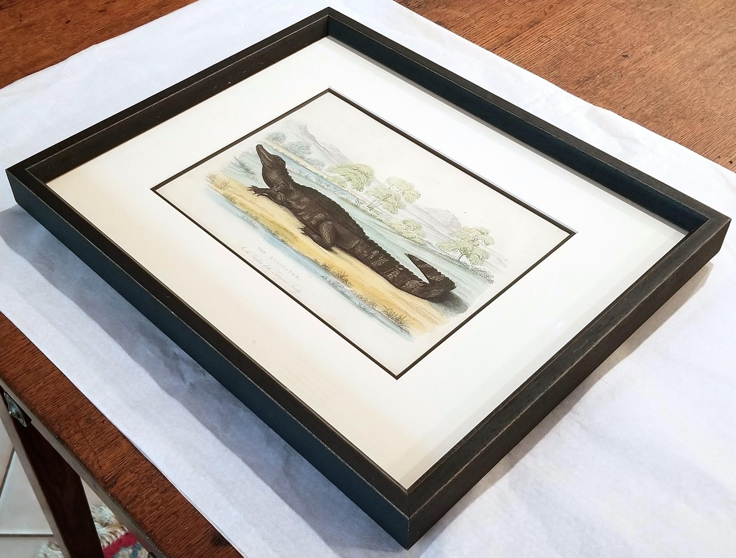 El caimán (En los jardines de la Sociedad Zoológica) /// Arte de la Historia Natural en venta 11