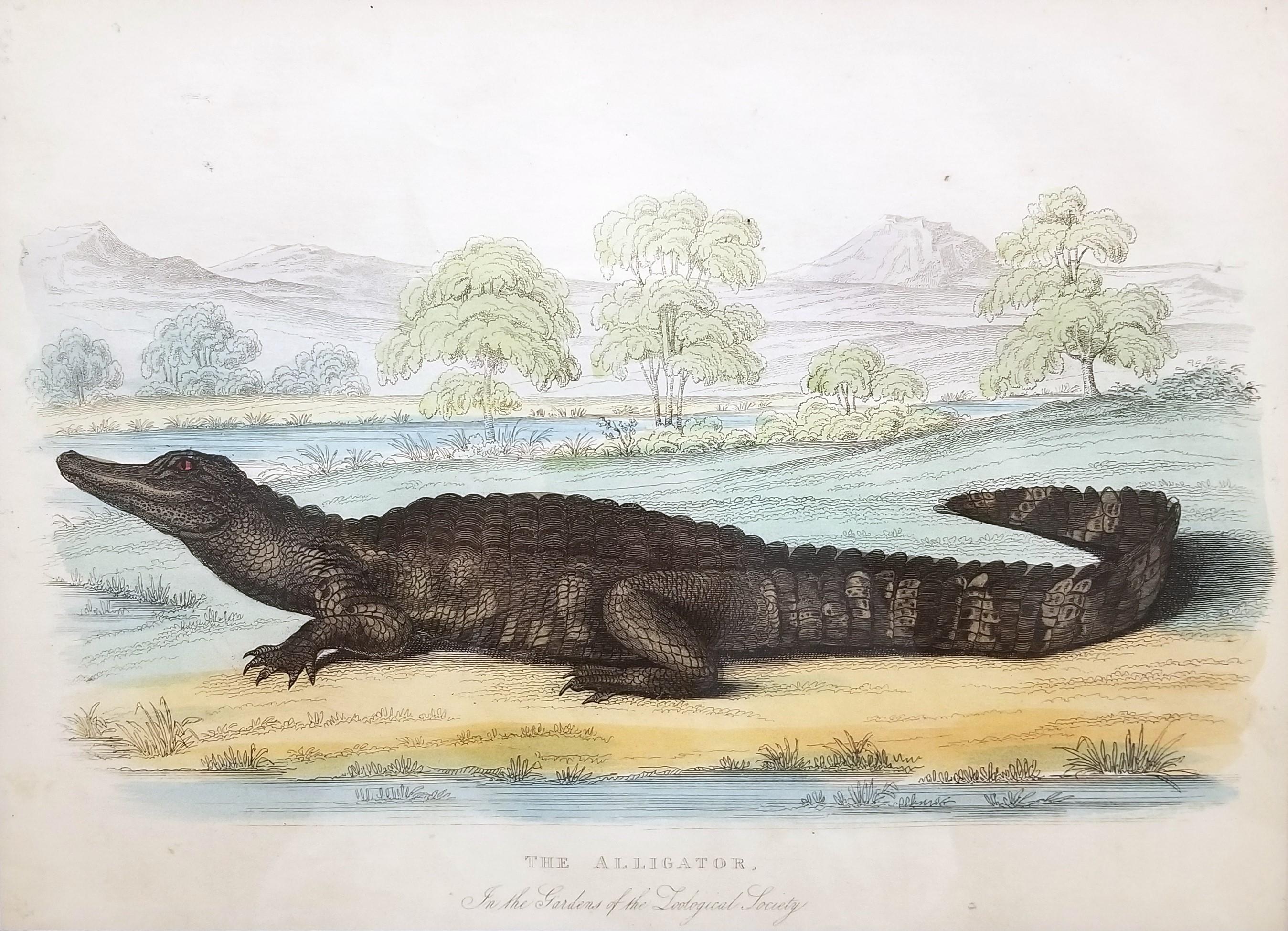 El caimán (En los jardines de la Sociedad Zoológica) /// Arte de la Historia Natural - Print de Robert Huish