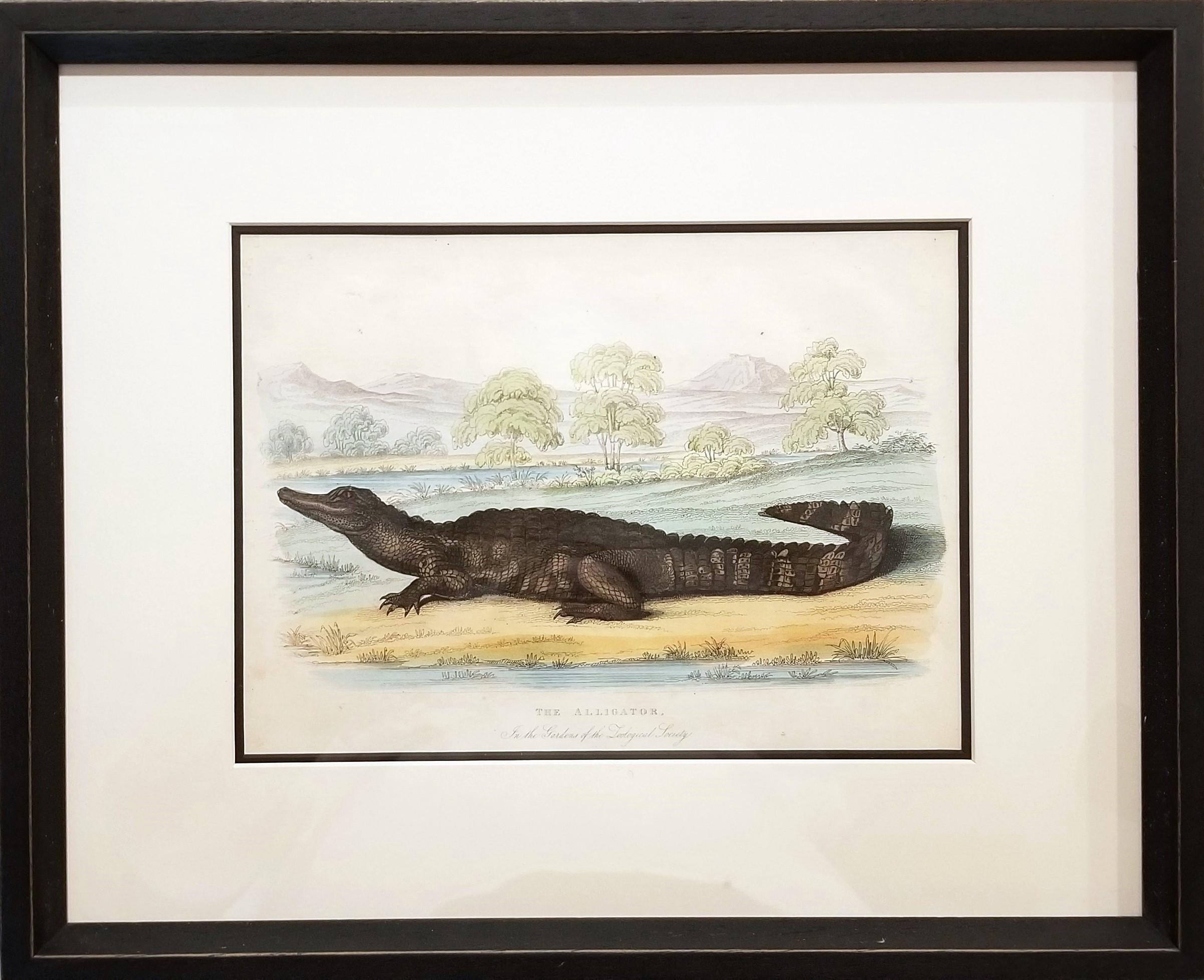 El caimán (En los jardines de la Sociedad Zoológica) /// Arte de la Historia Natural - Print Victoriano de Robert Huish