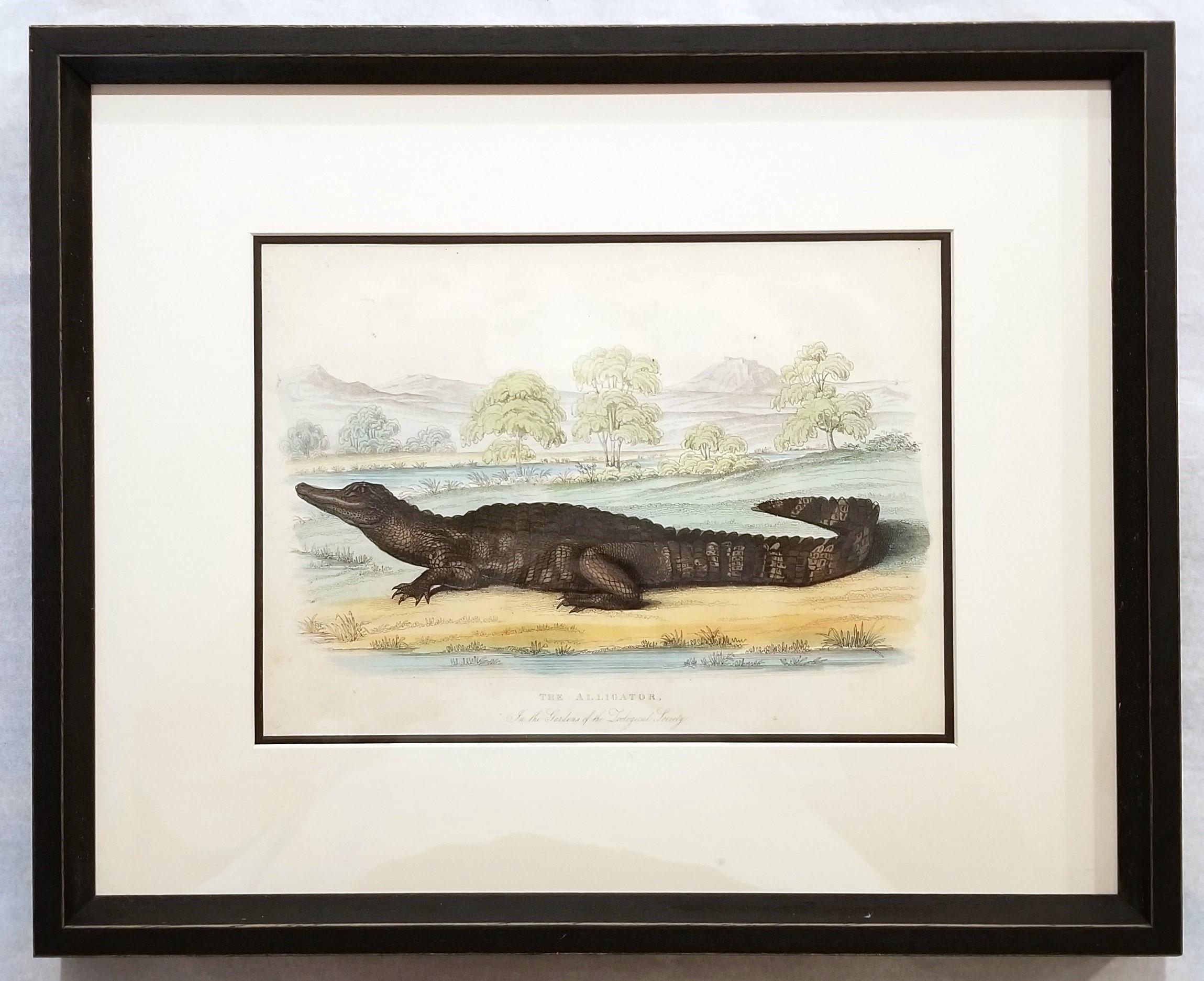 El caimán (En los jardines de la Sociedad Zoológica) /// Arte de la Historia Natural - Animal Print Gris de Robert Huish