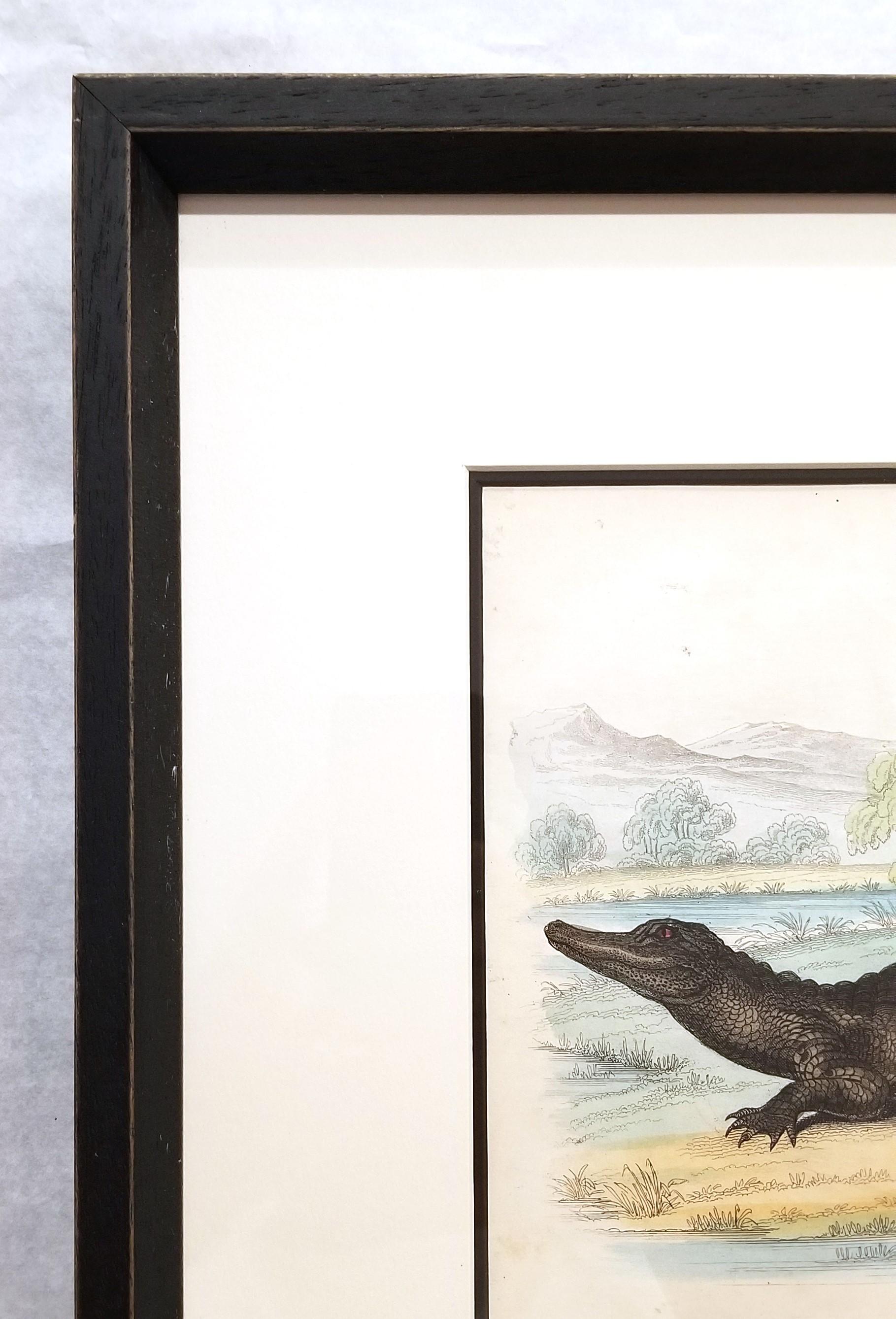 El caimán (En los jardines de la Sociedad Zoológica) /// Arte de la Historia Natural en venta 1