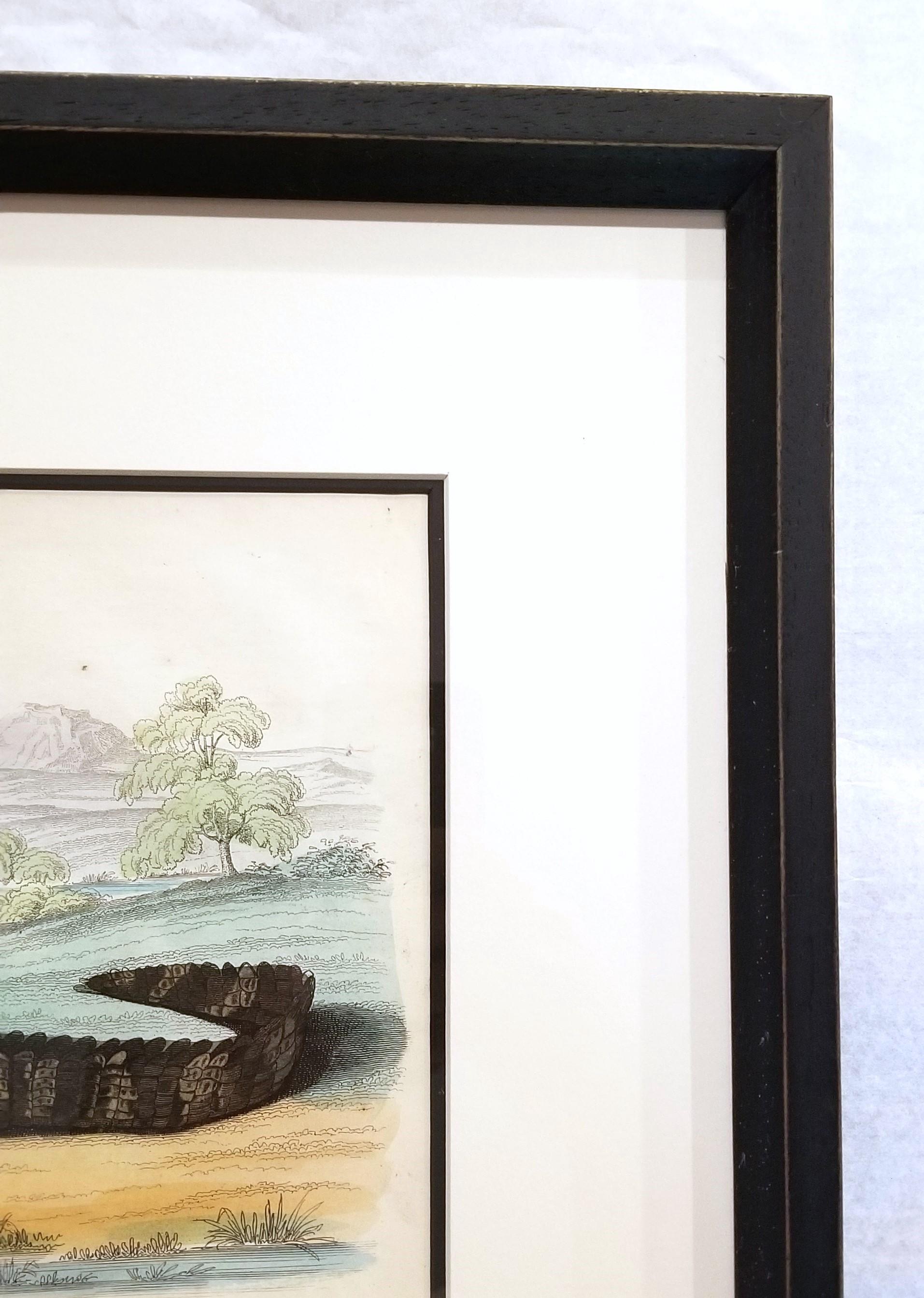 El caimán (En los jardines de la Sociedad Zoológica) /// Arte de la Historia Natural en venta 2