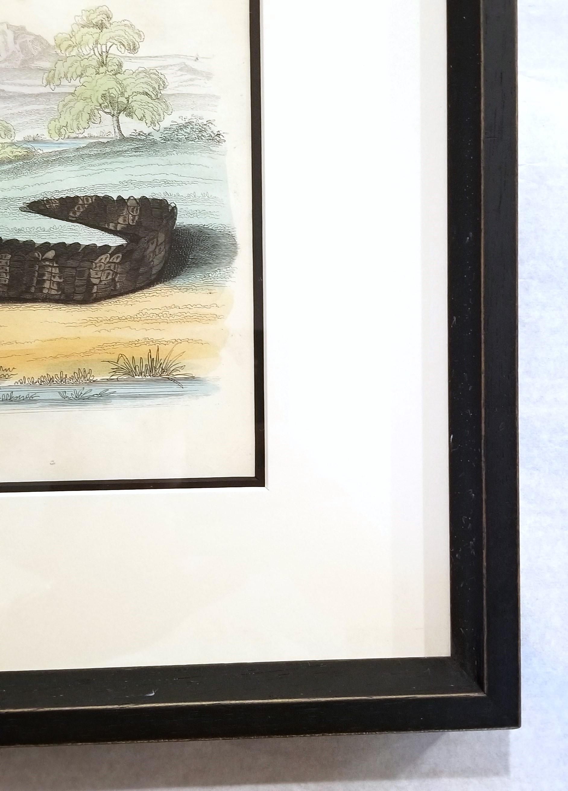 El caimán (En los jardines de la Sociedad Zoológica) /// Arte de la Historia Natural en venta 3